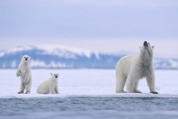 Svalbard vs. Antarctica: Which Polar Adventure Belongs on Your Bucket List?