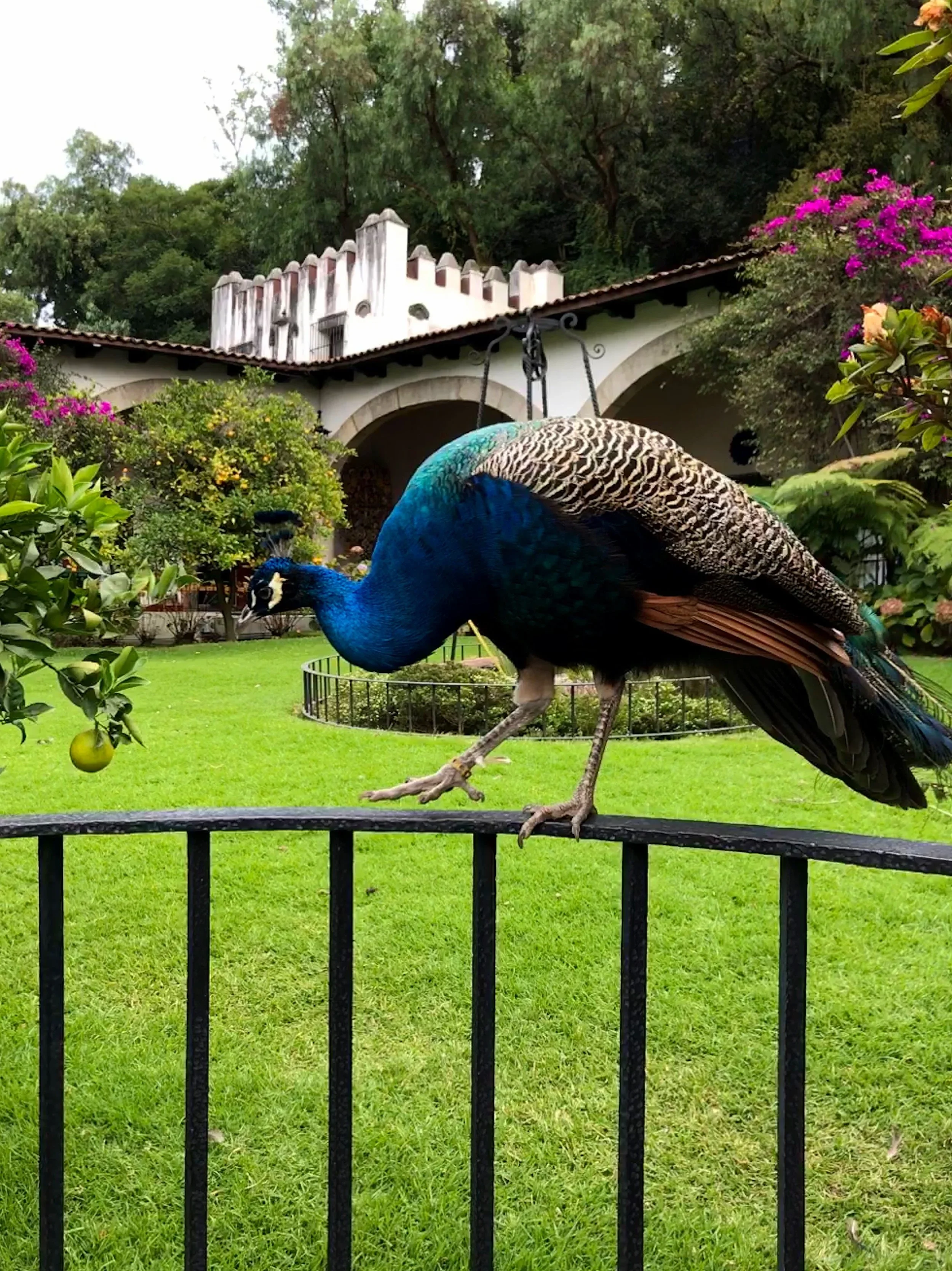 A peacock perches on a metal fence at the Museo Dolores Olmedo in CDMX