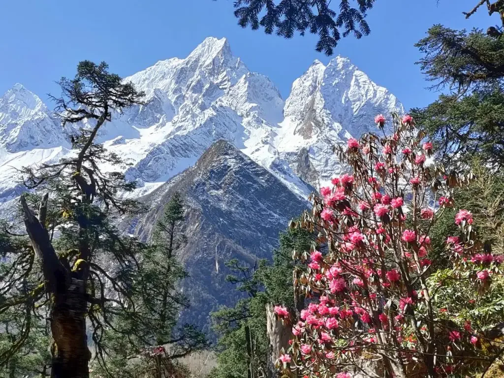 Evergreens and pink flowers by the snowy mountains of the Manaslu Circuit trek in Nepal