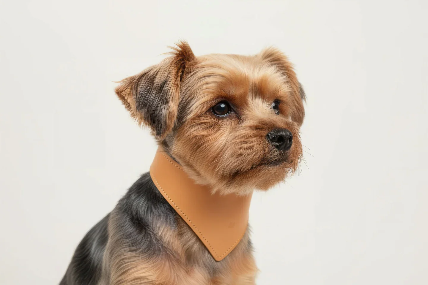 A dog wears a leather kerchief-like collar from Atelier Madre