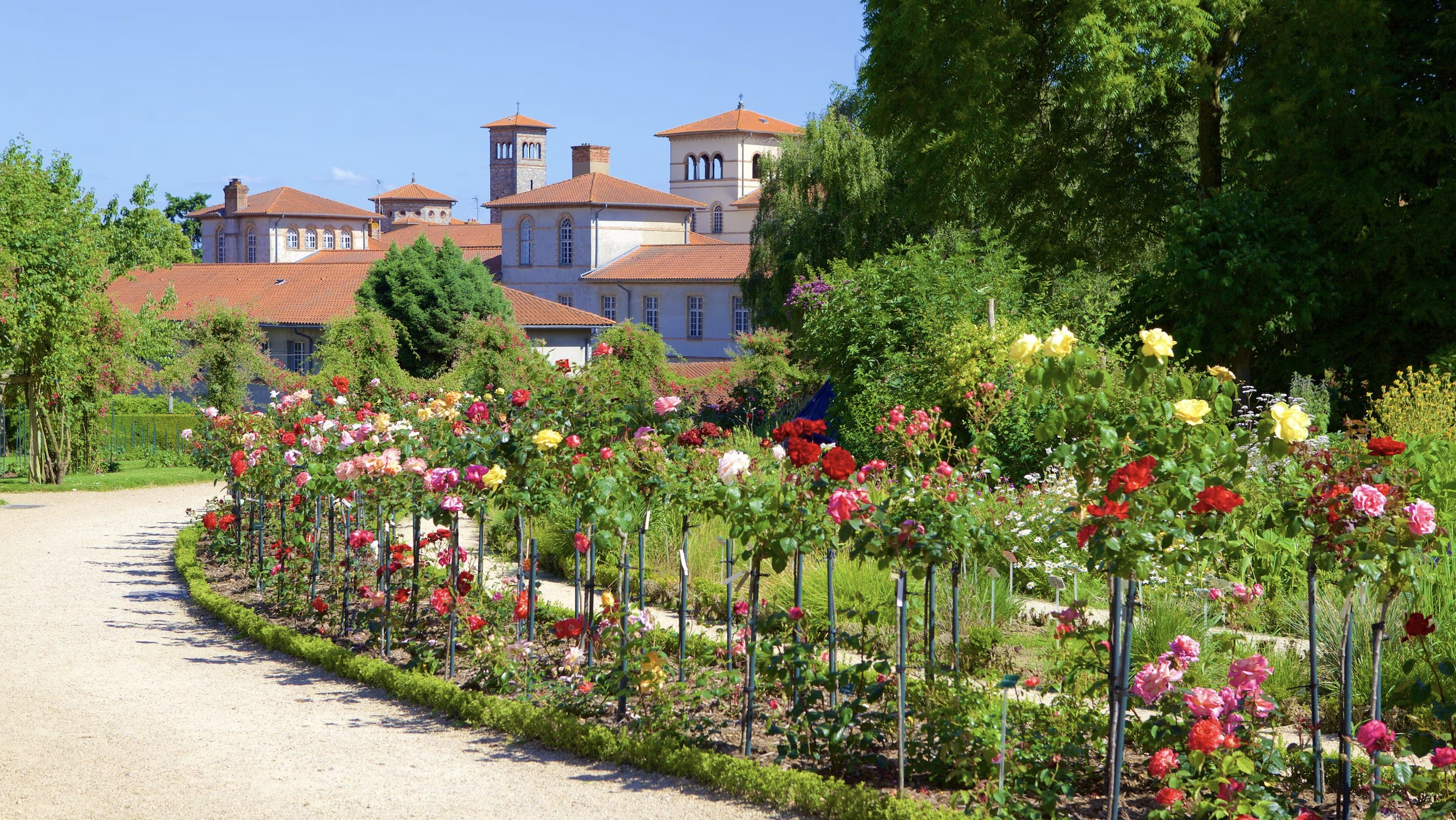 Roses of all colors along a path leading to red-topped buildings in the Thabor Gardens in Rennes, France