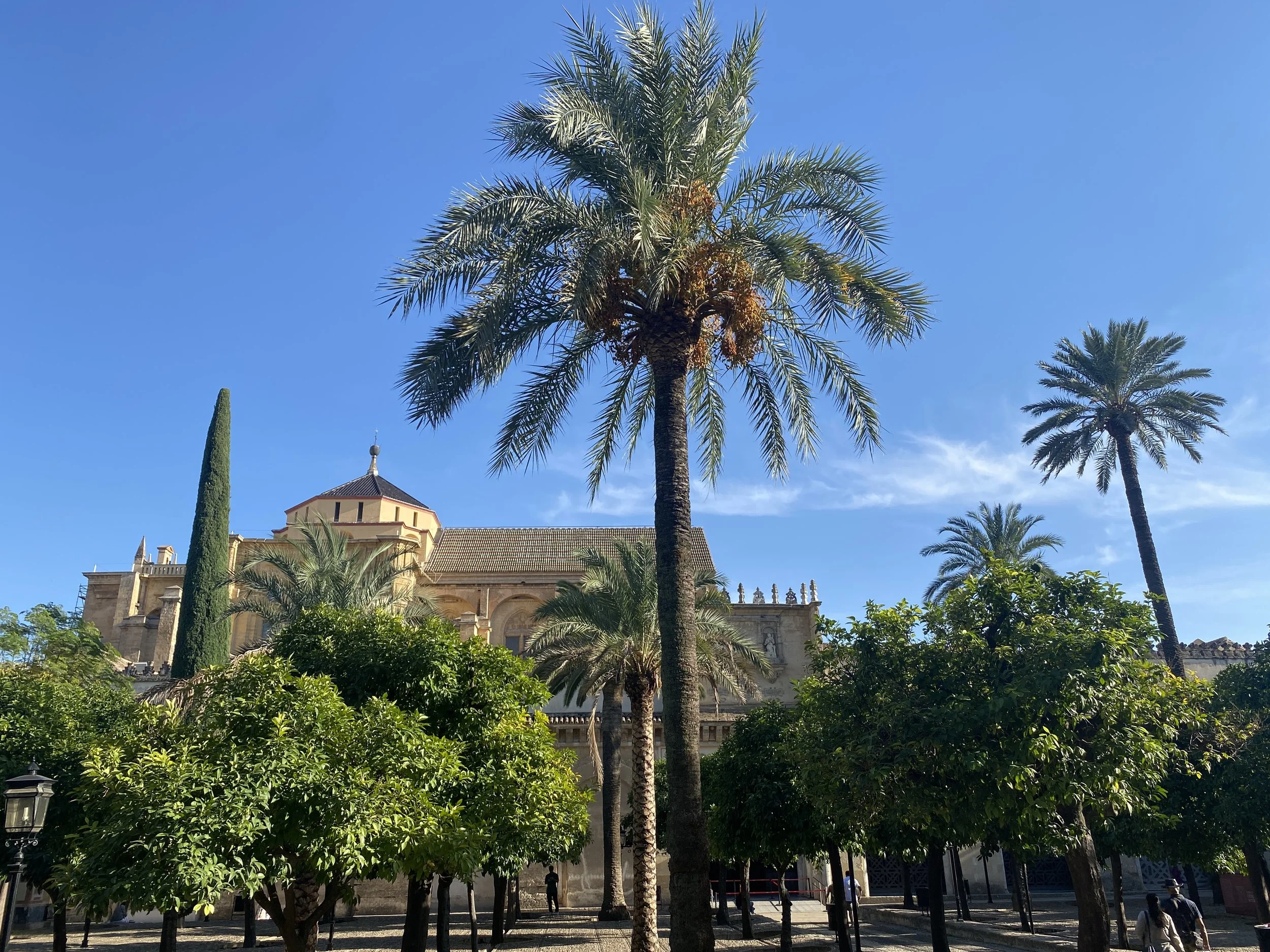 Palm trees and a view of the Mezquita in Córdoba, Spain, in the Patio de los Naranjos