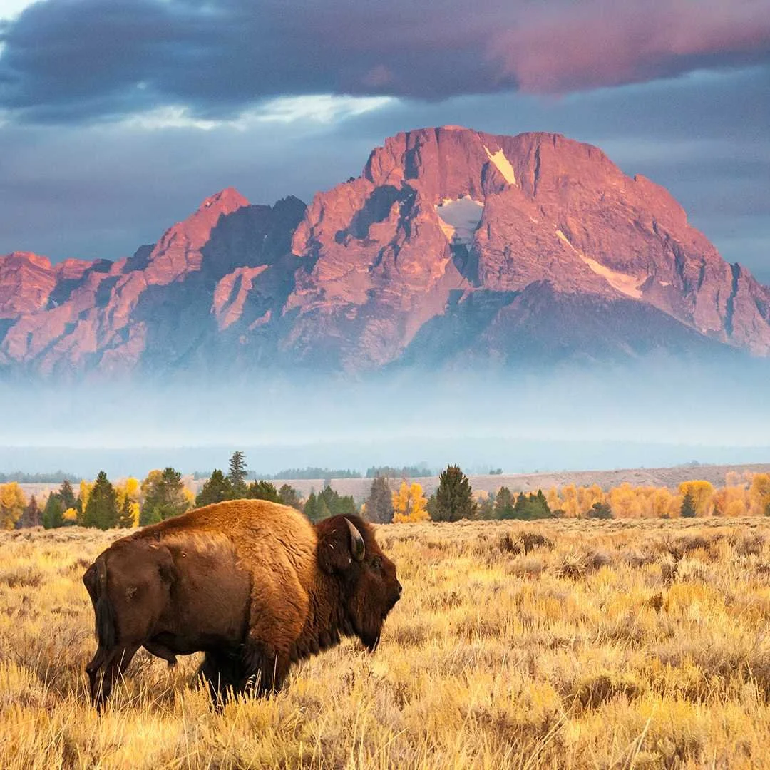 A bison in yellow grass by mountainous rock formations in Grand Teton Park in Wyoming, USA