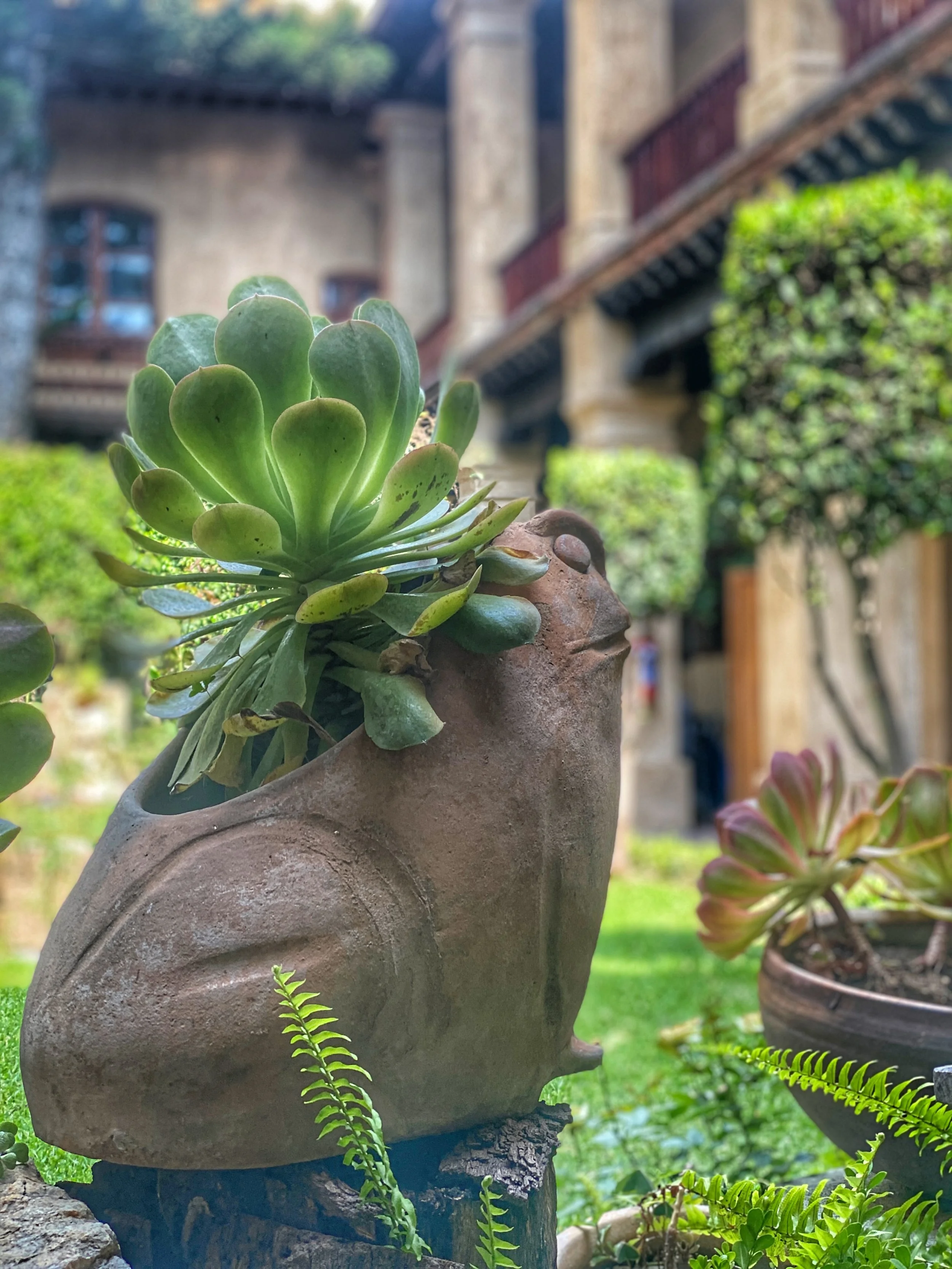 Frog planter with succulent at Quinta Real Oaxaca