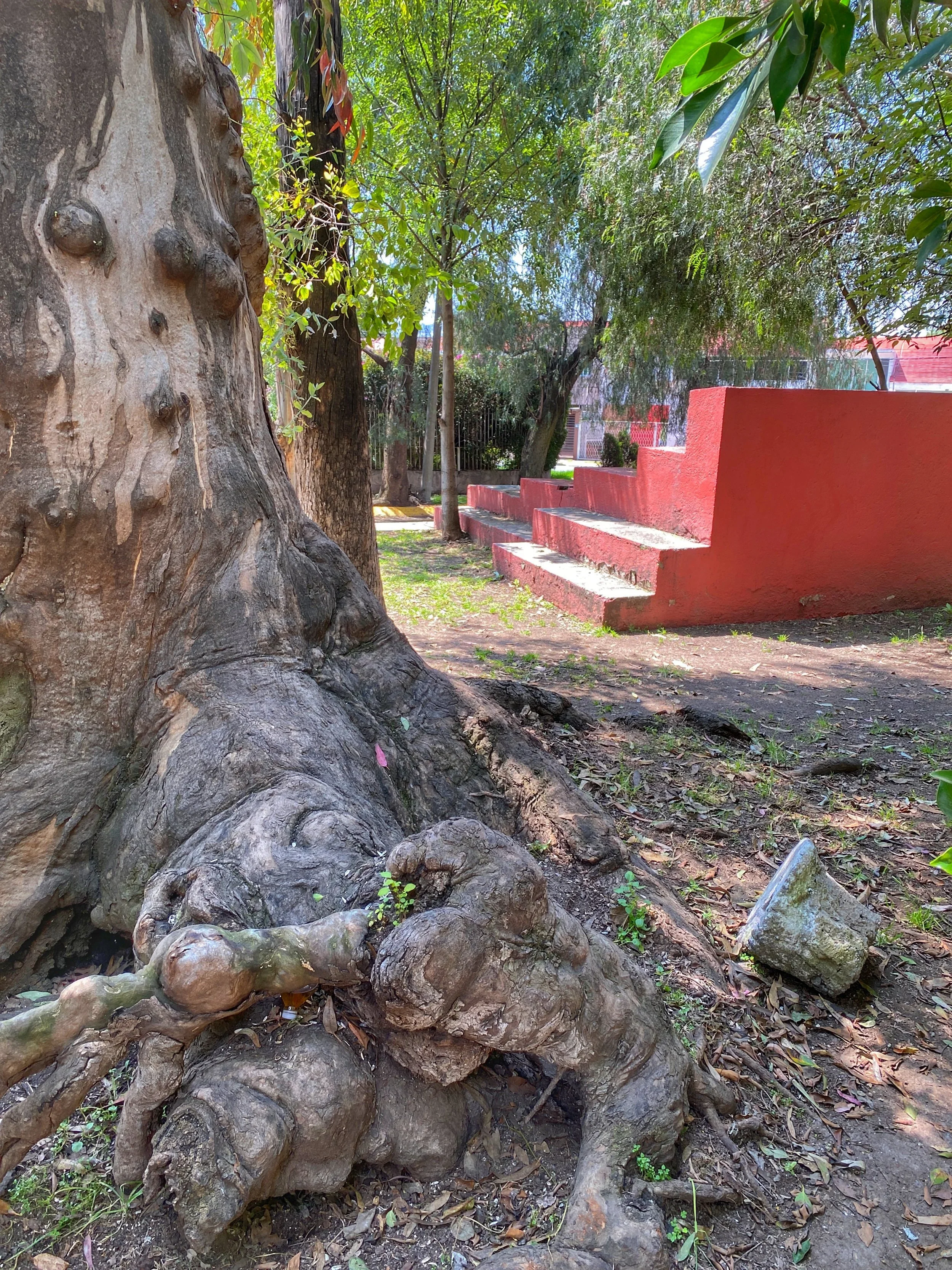 Gnarled eucalyptus tree and stepped structure by Barragán at Paseo de los Gigantes and Plaza del Bebedero outside CDMX