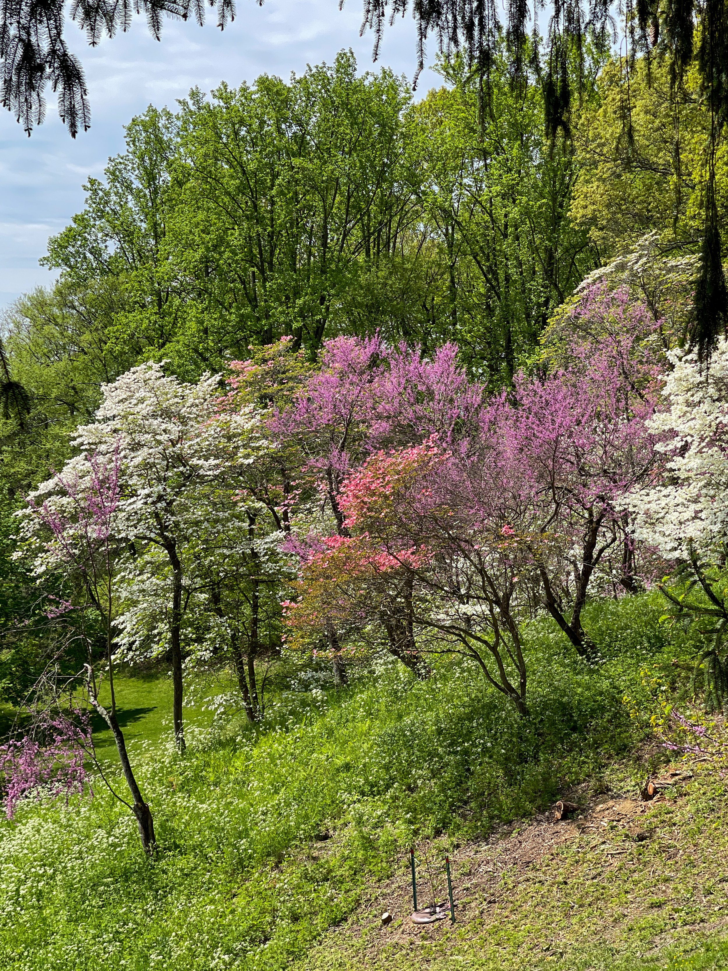 Flowering trees in shades of pink on the property of the Vanderbilt Mansion