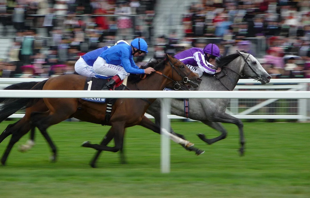 Horses with jockeys race on the grass at the Royal Ascot in the UK