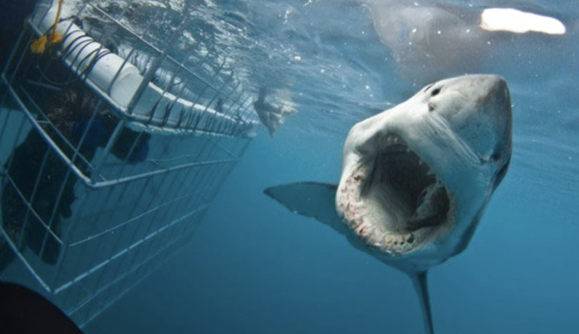 A shark with its jaws open wide approaches a diving cage near Cape Town, South Africa