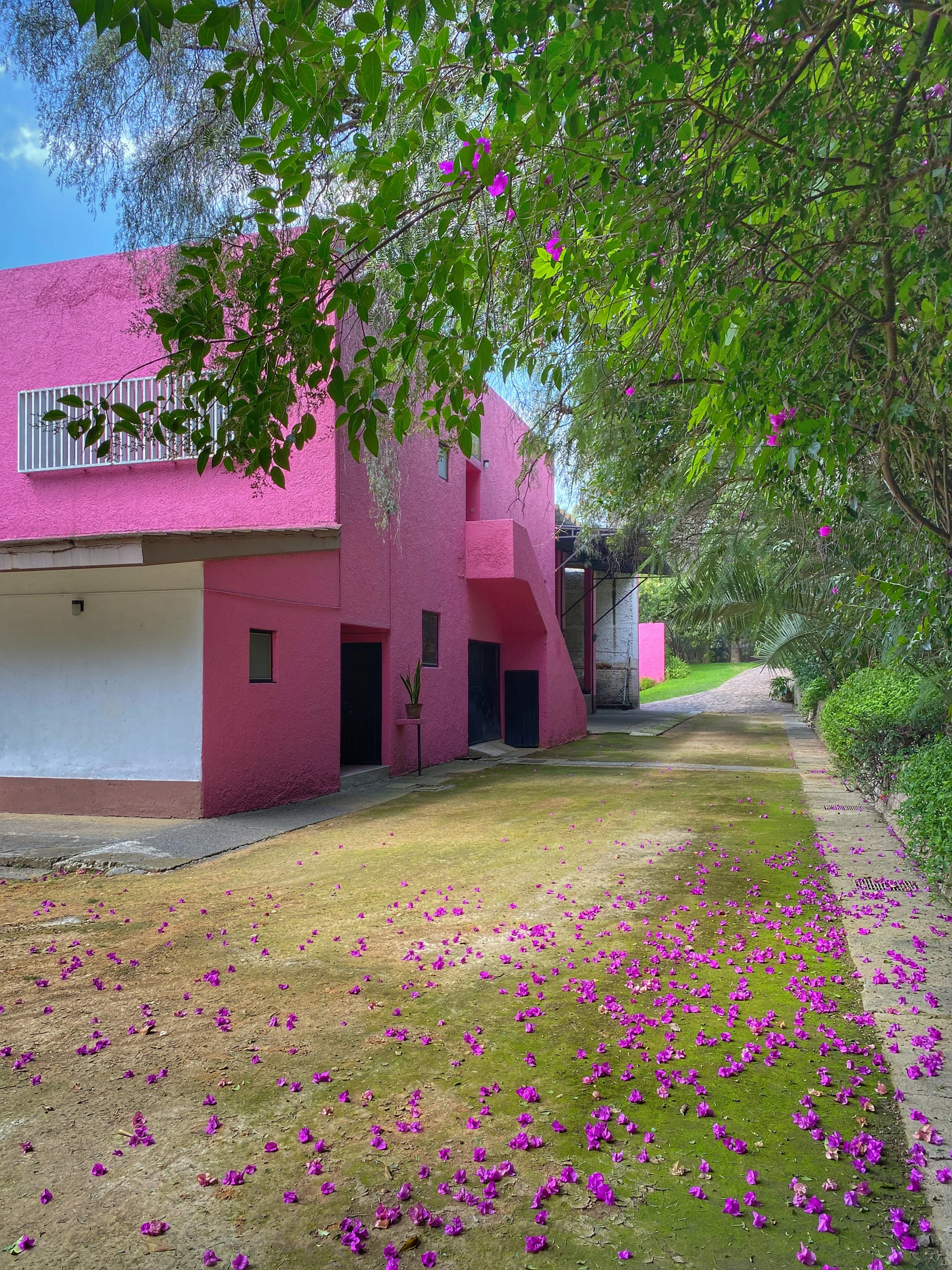 Flowering pink tree that matches the wall at Cuadra San Cristobal