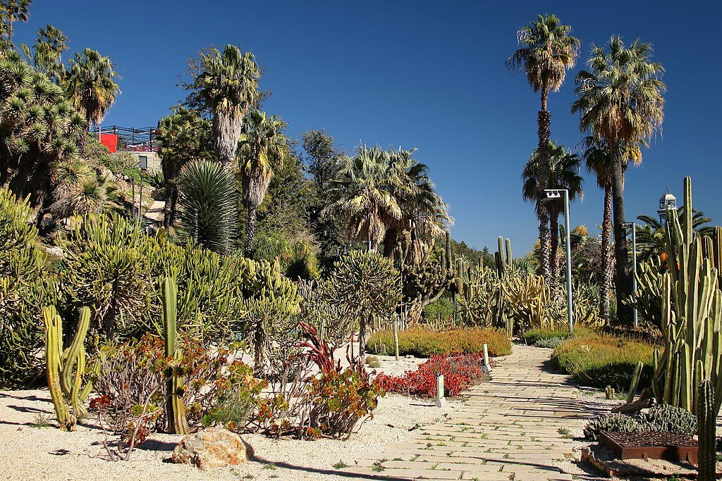 Cacti and palms in the Jardins de Mossen Costa i Llobera in Barcelona