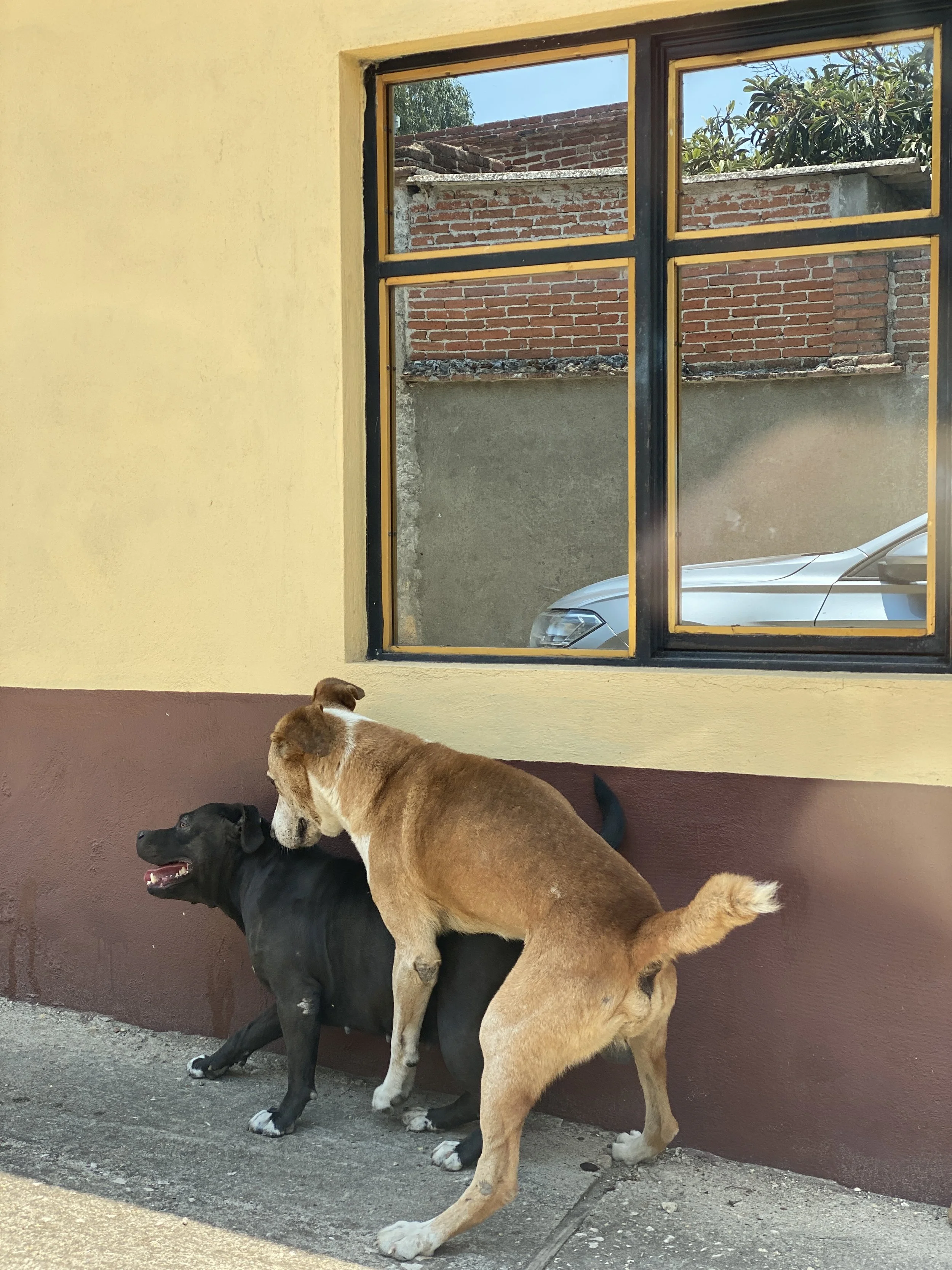 Tan dog mounts a black dog in small town in Oaxaca, Mexico