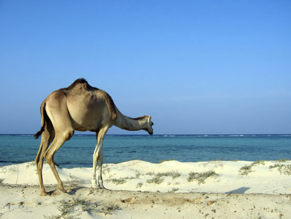 Dromedary on sand at edge of the Red Sea in Egypt