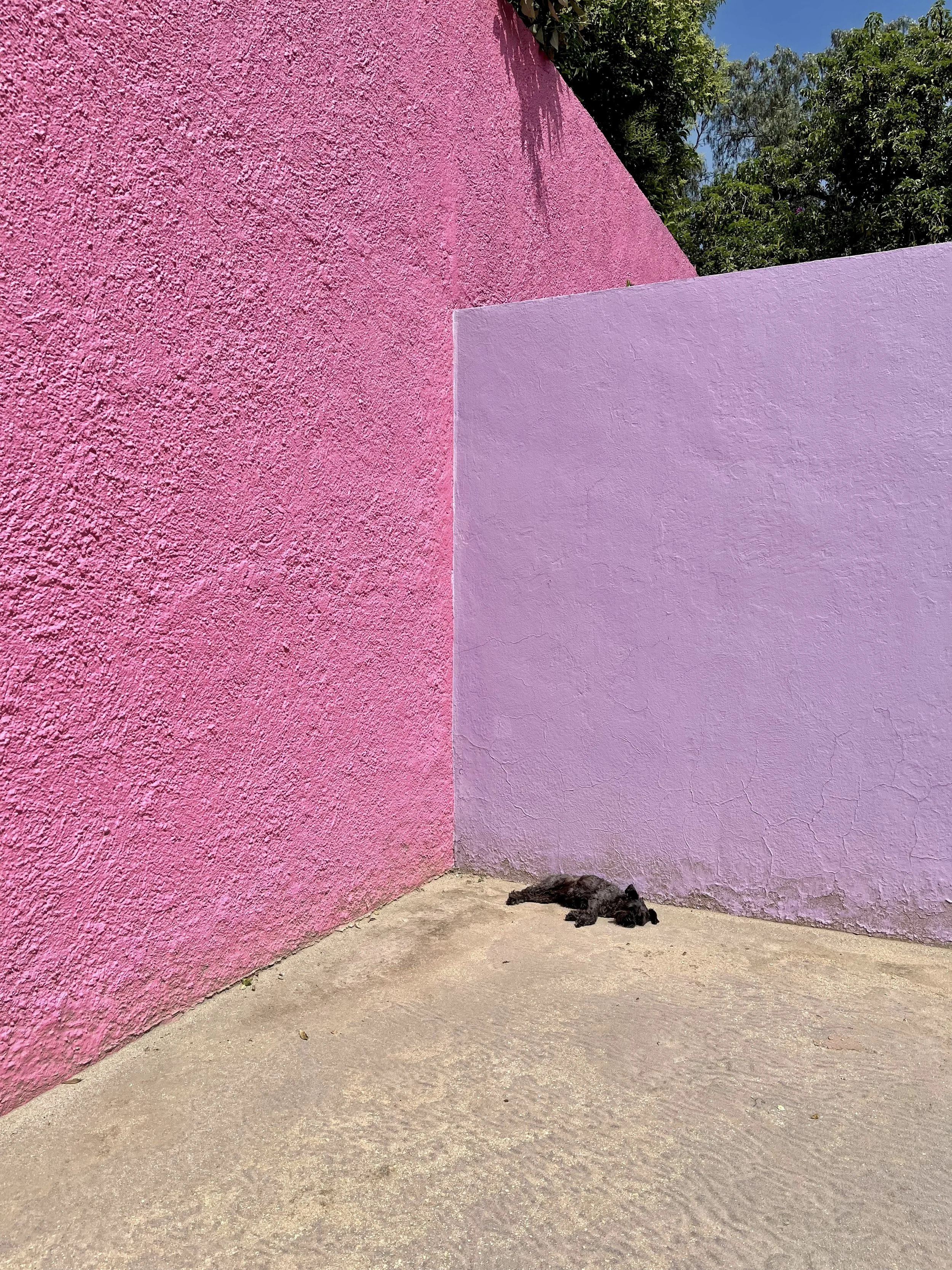 Pink wall by purple wall and sleeping dog at Cuadra San Cristobal