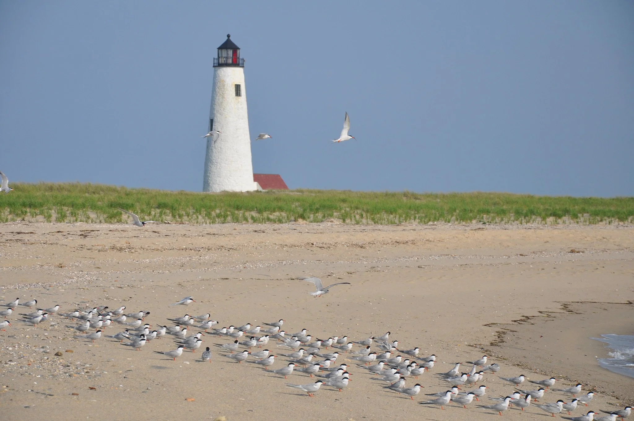 Sea birds on the beach by Great Point Lighthouse in Nantucket
