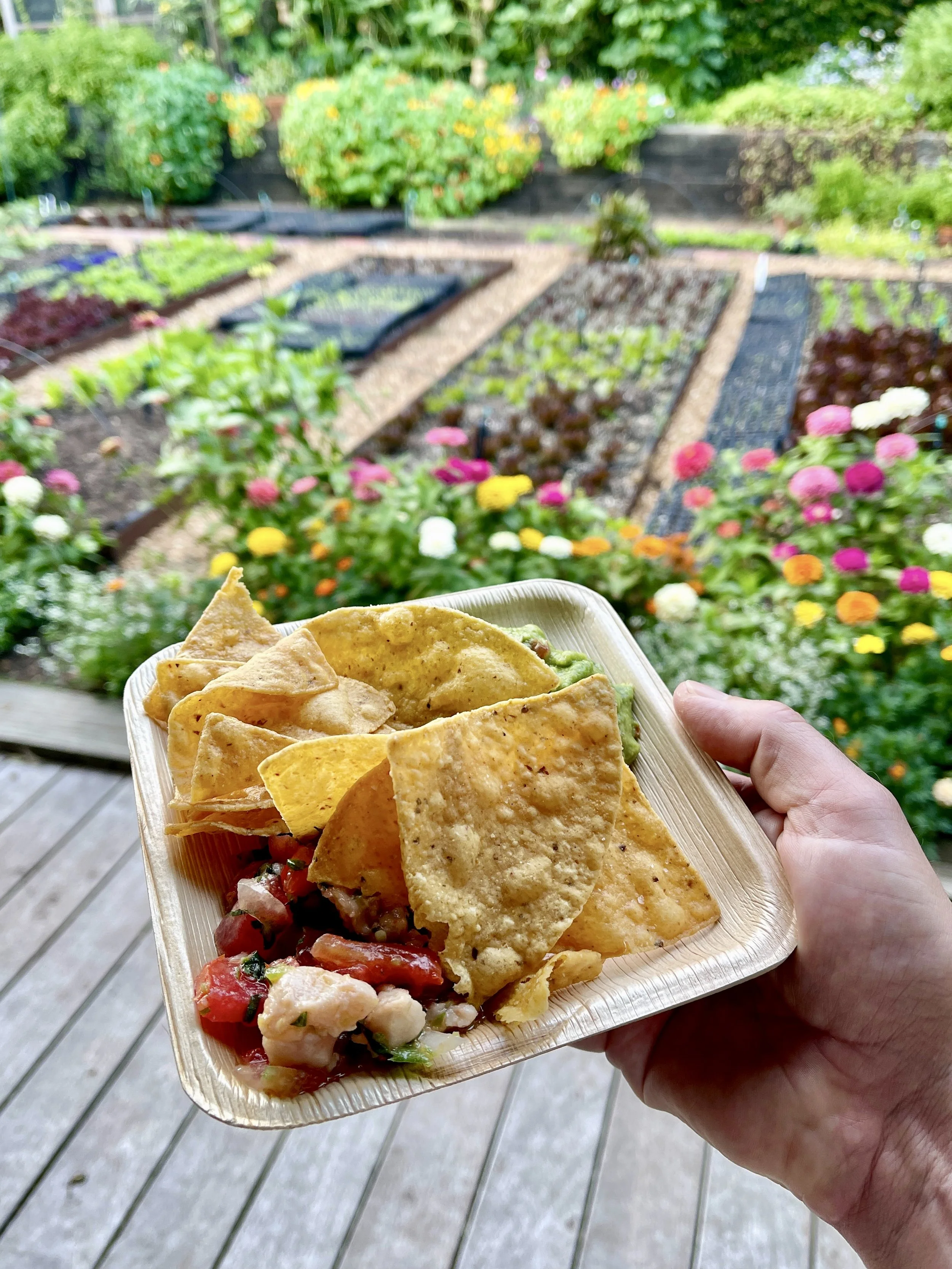 Disposable dish with tortilla chips, ceviche and guacamole with colorful flowers in garden