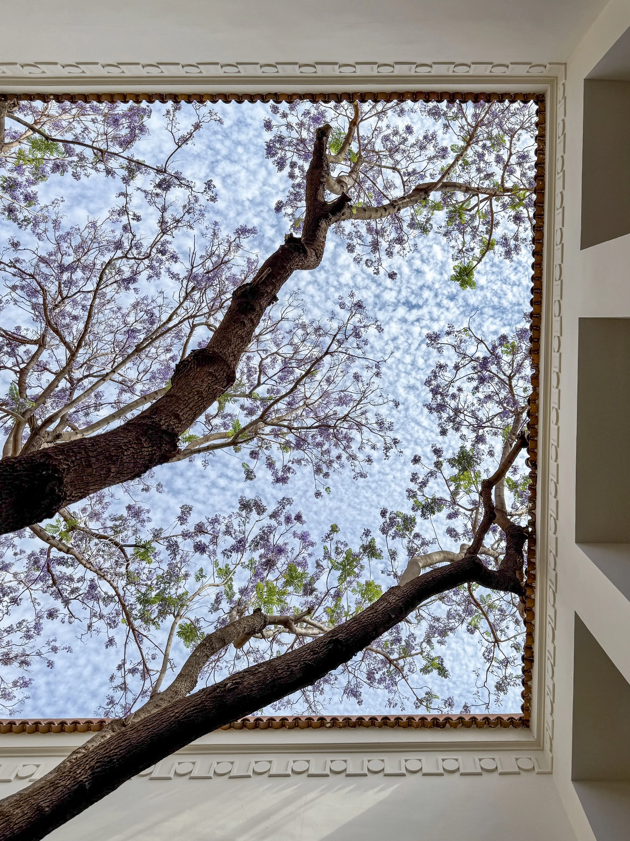 Looking up through the open-air courtyard and the flowering jacaranda tree at Riad Rosemary in Marrakech