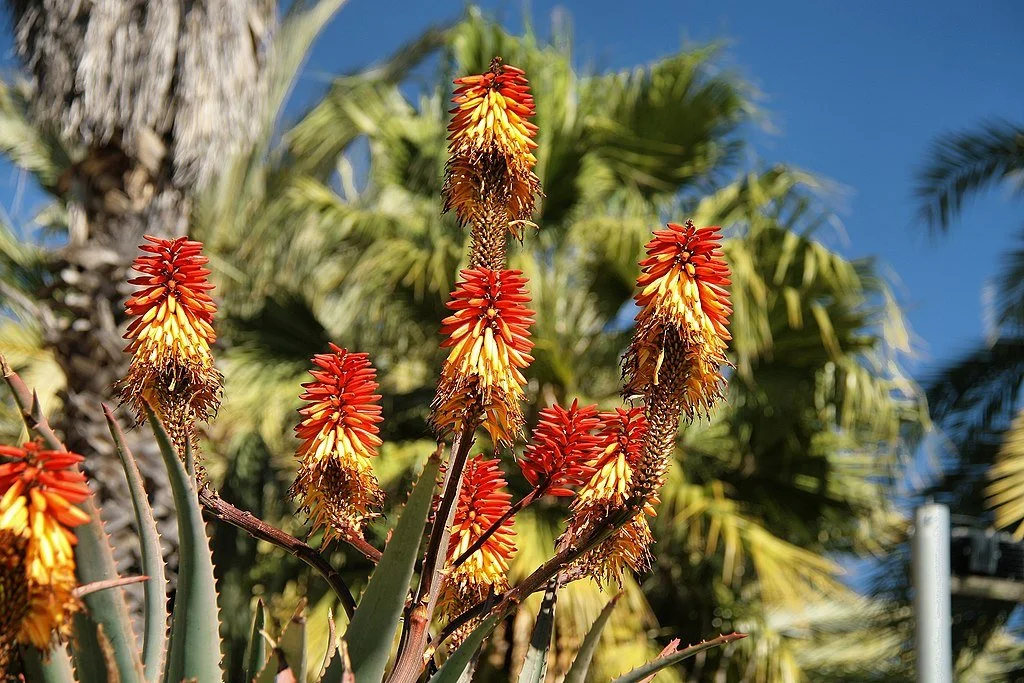 A strange red and yellow plant in the Jardins de Mossèn Costa i Llobera in Barcelona
