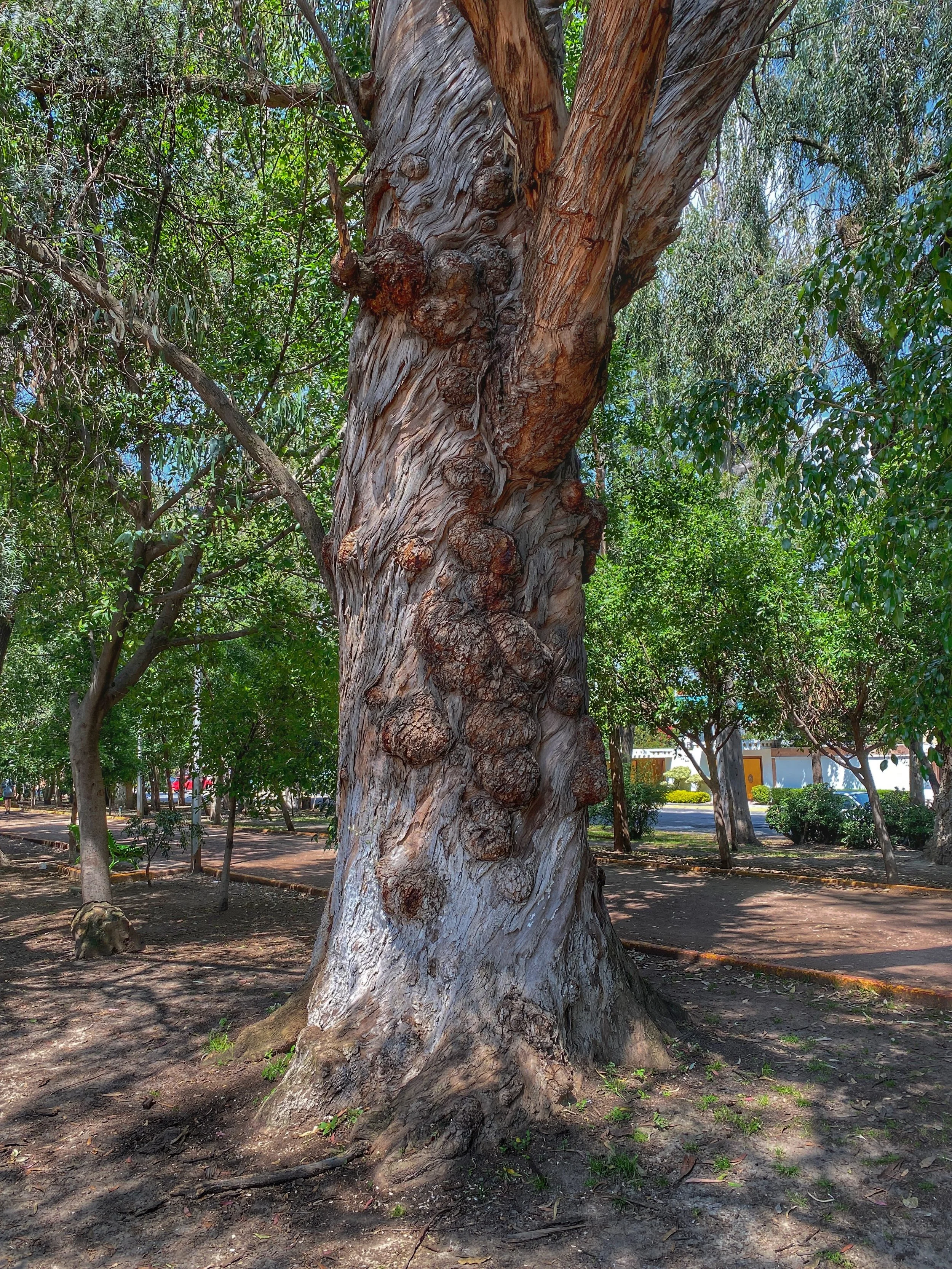 Eucalyptus tree at Los Gigantes