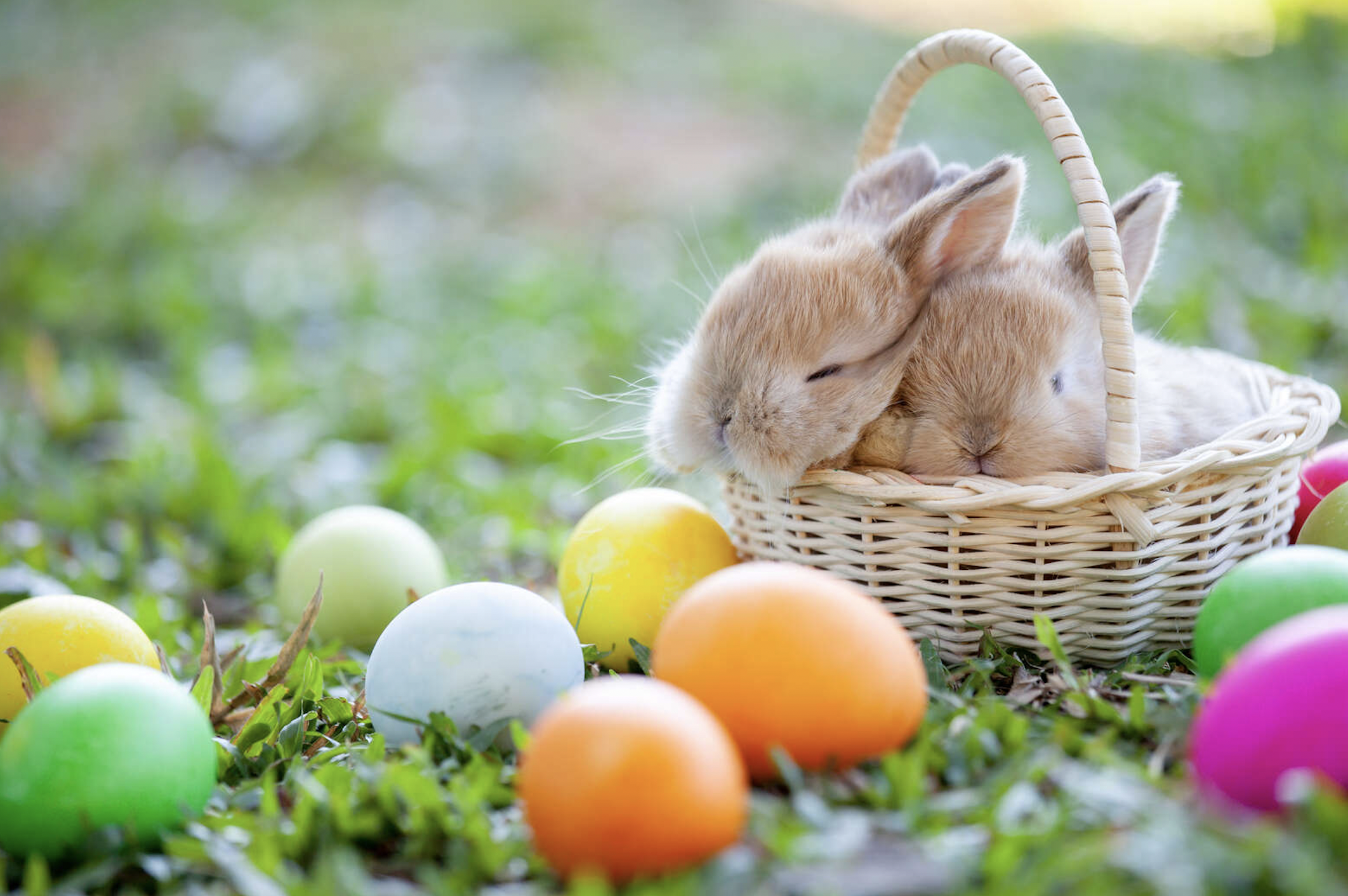 Easter Symbols and Traditions - Easter Bunny, Easter Eggs & Christianity