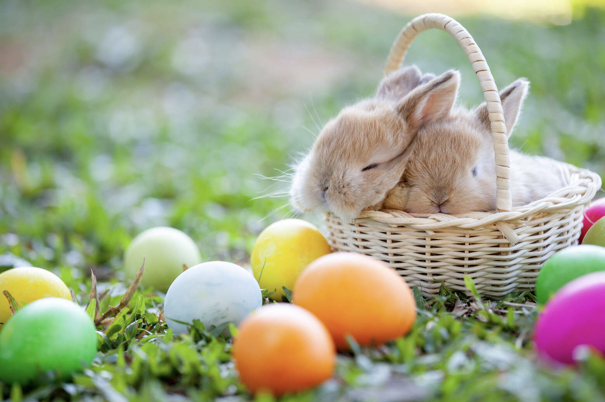 Venus the Bunny - Let's talk about bunny eyes today! Look into my eyes and  let's go on an educational journey! First off, bunny eye colors! Bunnies  can have 4 different eye