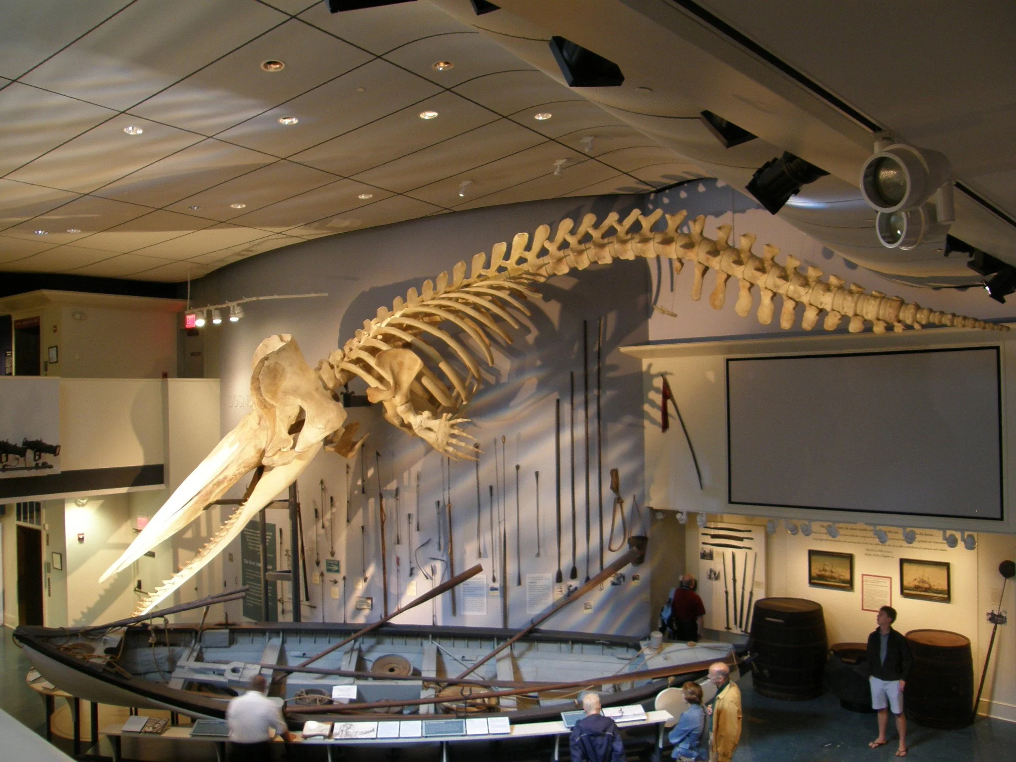 Sperm whale skeleton hanging from the ceiling at the Whaling Museum in Nantucket