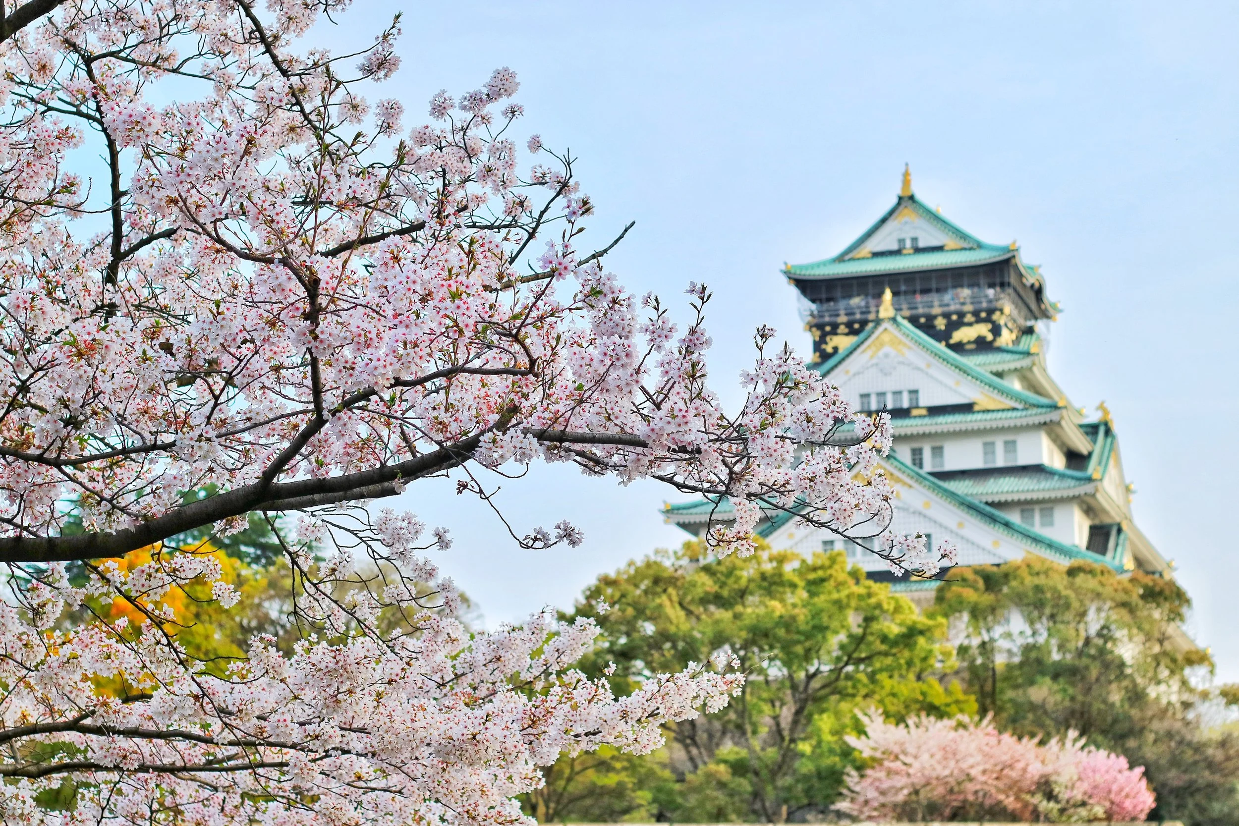 Spring blossoms on the trees by Osaka Castle