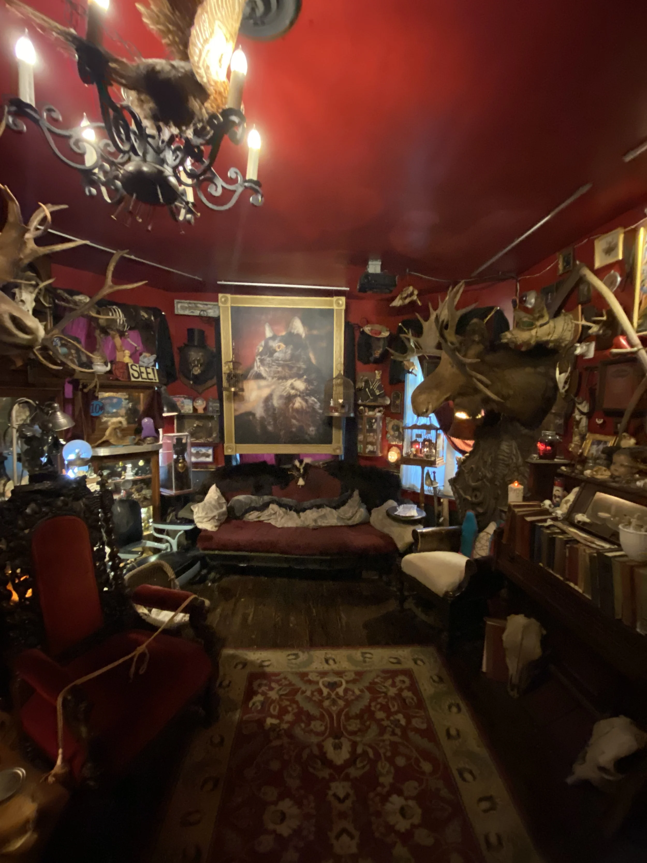 Red walled parlor at Trundle Manor with portrait of a cat, moose head, chandelier and other strange items at Trundle Manor