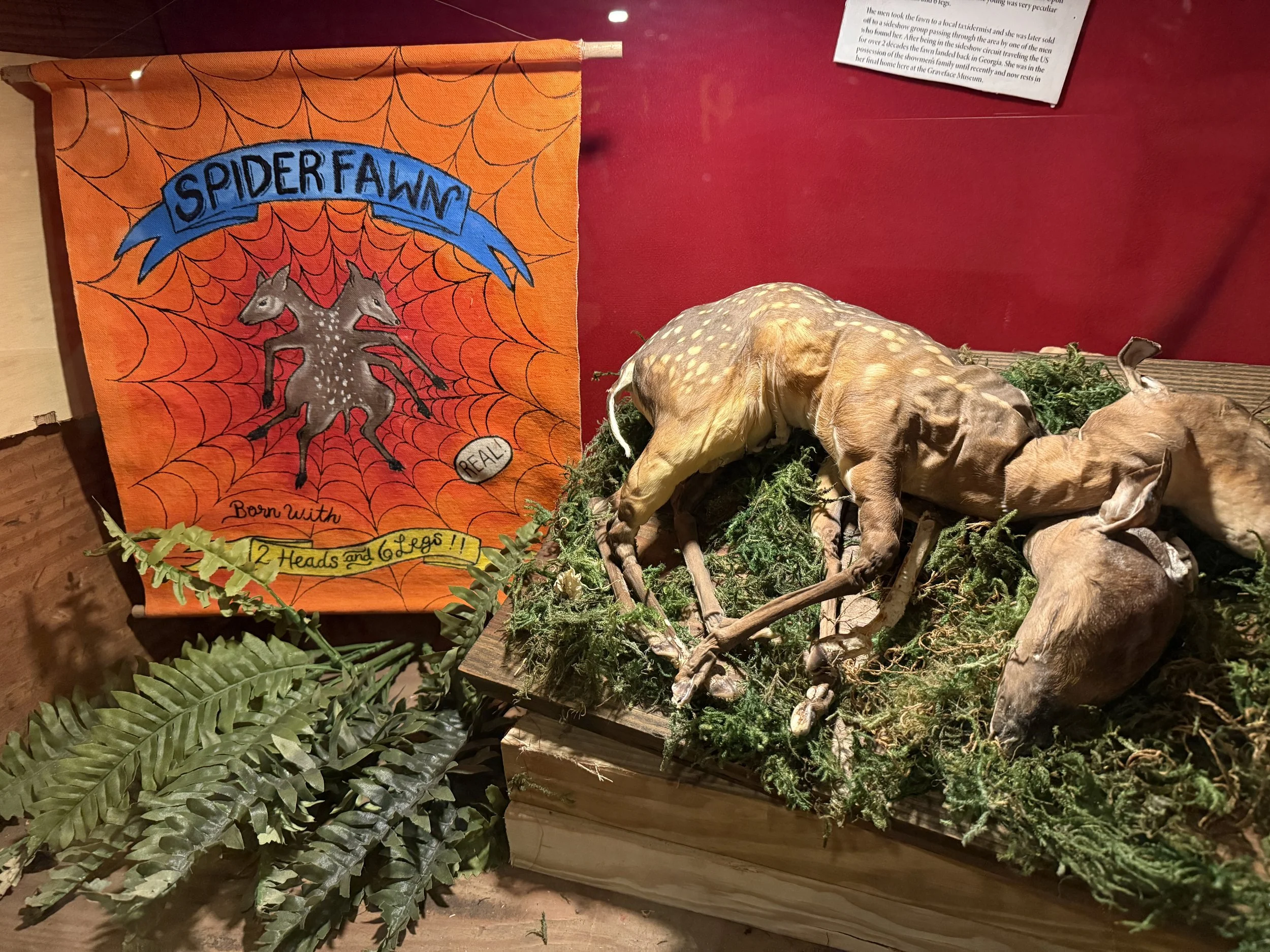 Taxidermied remains and sideshow poster of Spiderfawn, a malformed baby deer with two heads and six legs, at the Graveface Museum in Savannah