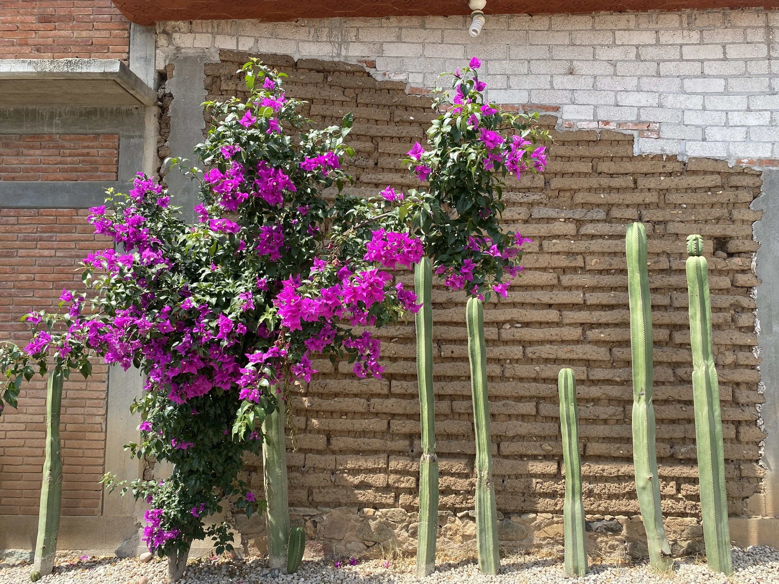 Bright pink jacaranda bush and fence post cacti against brick wall in Oaxaca, Mexico