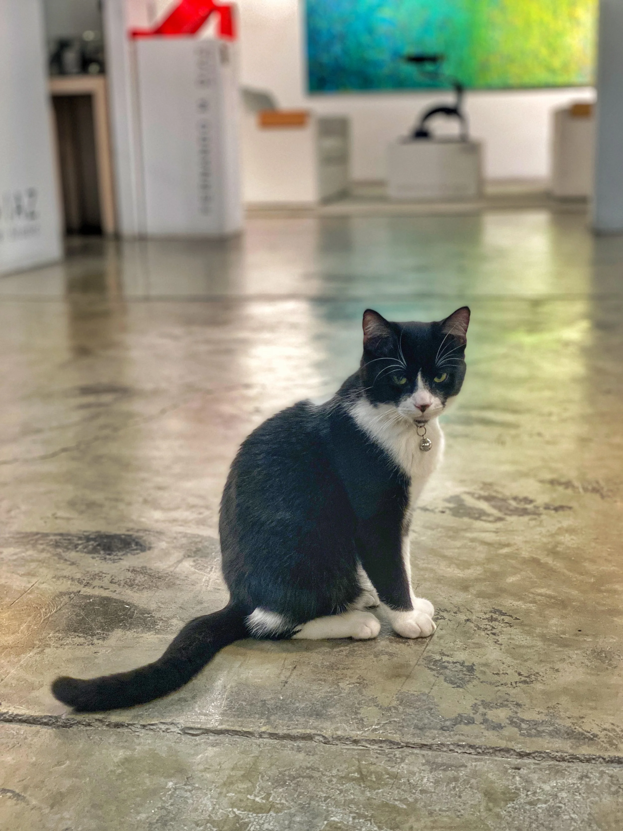 Black and white cat on concrete floor in art gallery at La Fabrica la Aurora