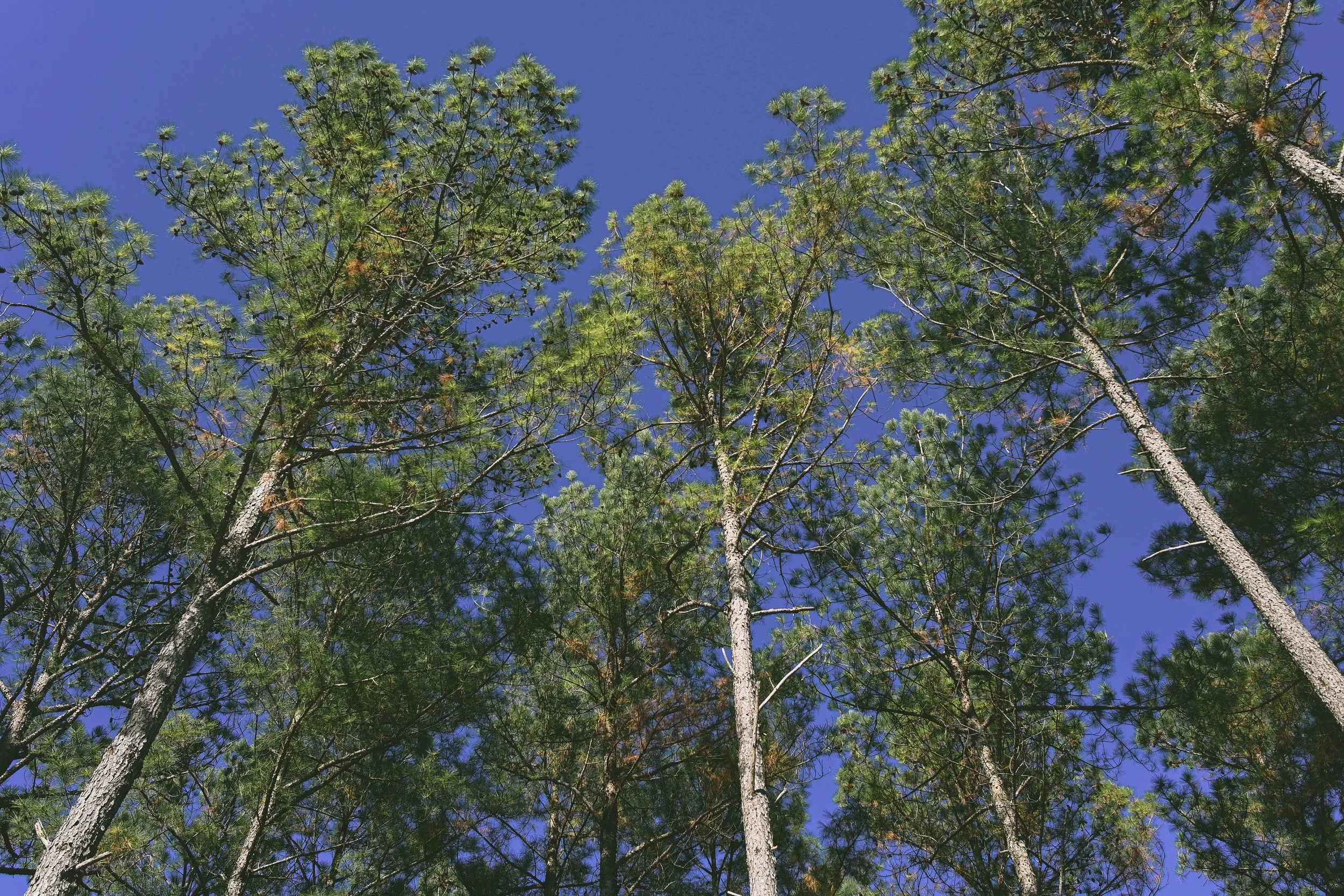 Champman Mtn Nov 19-4077.jpg