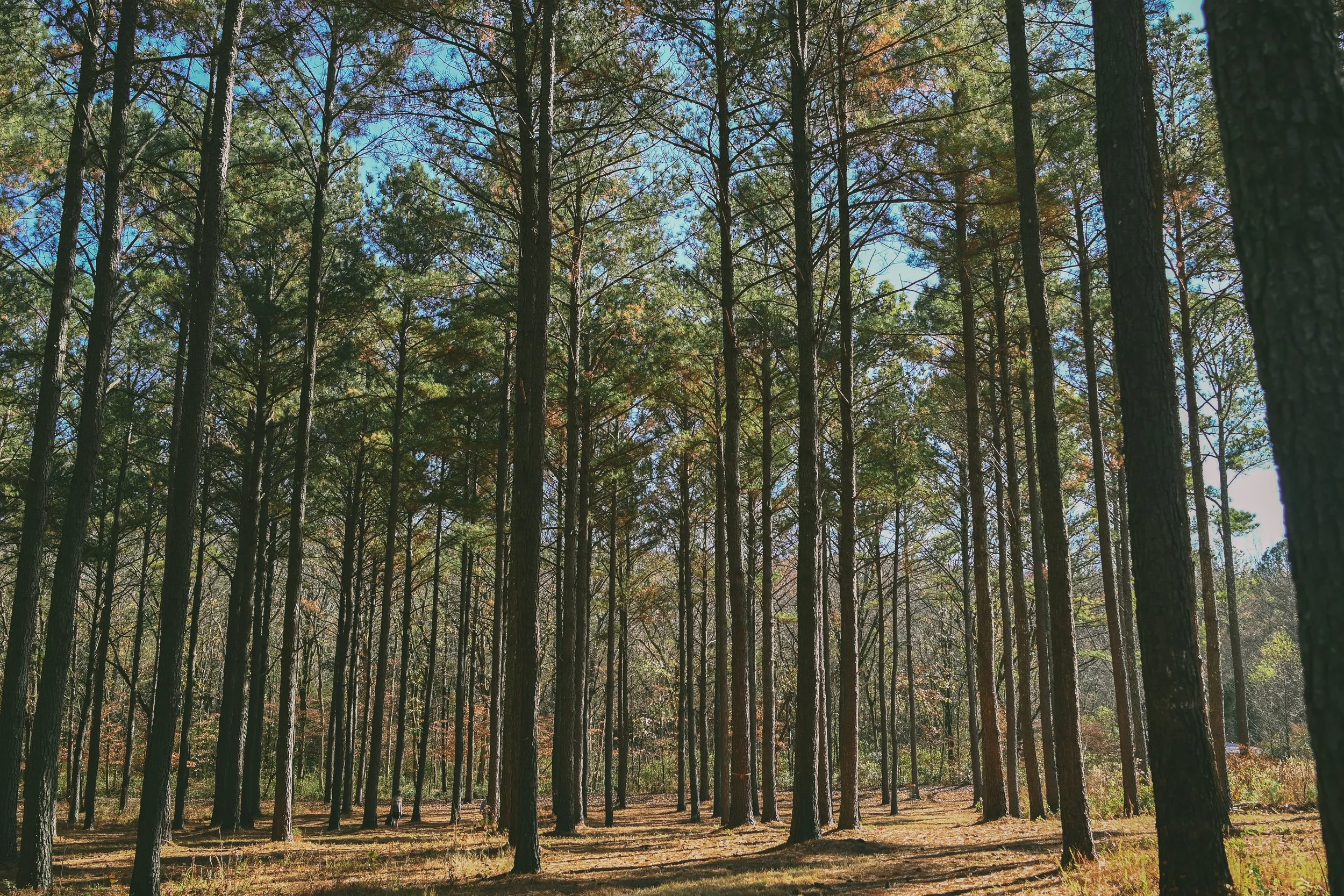 Champman Mtn Nov 19-4084.jpg