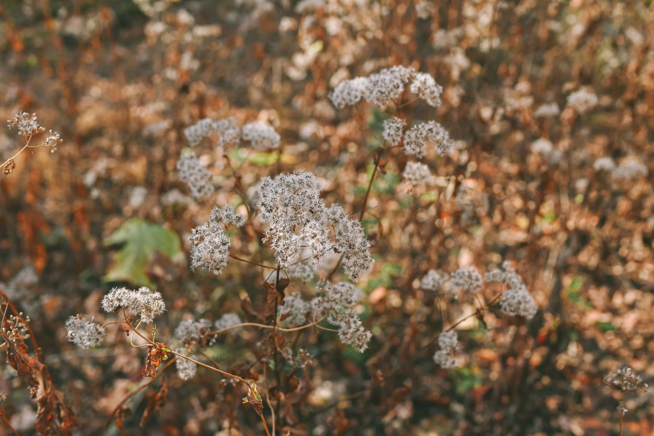 Champman Mtn Nov 19-4122.jpg