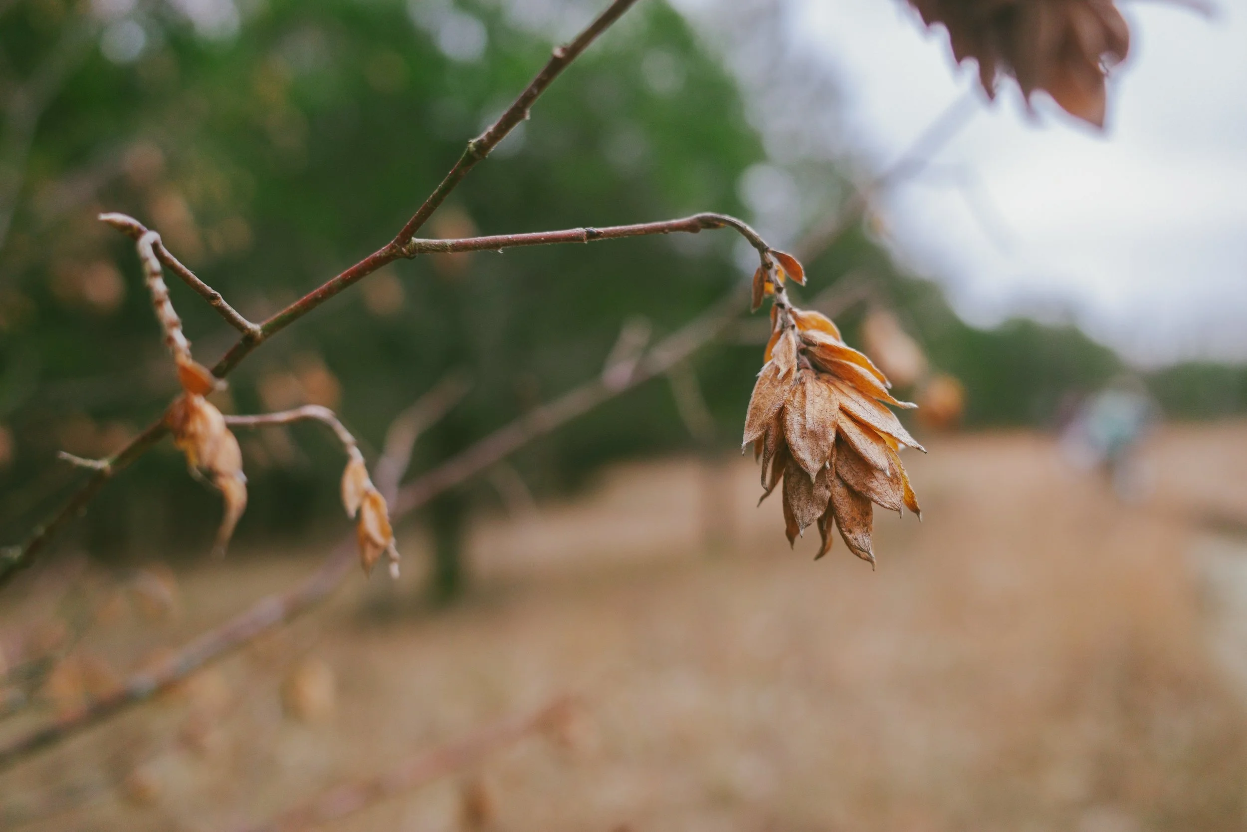 wade mtn guided hike-0004128.jpg