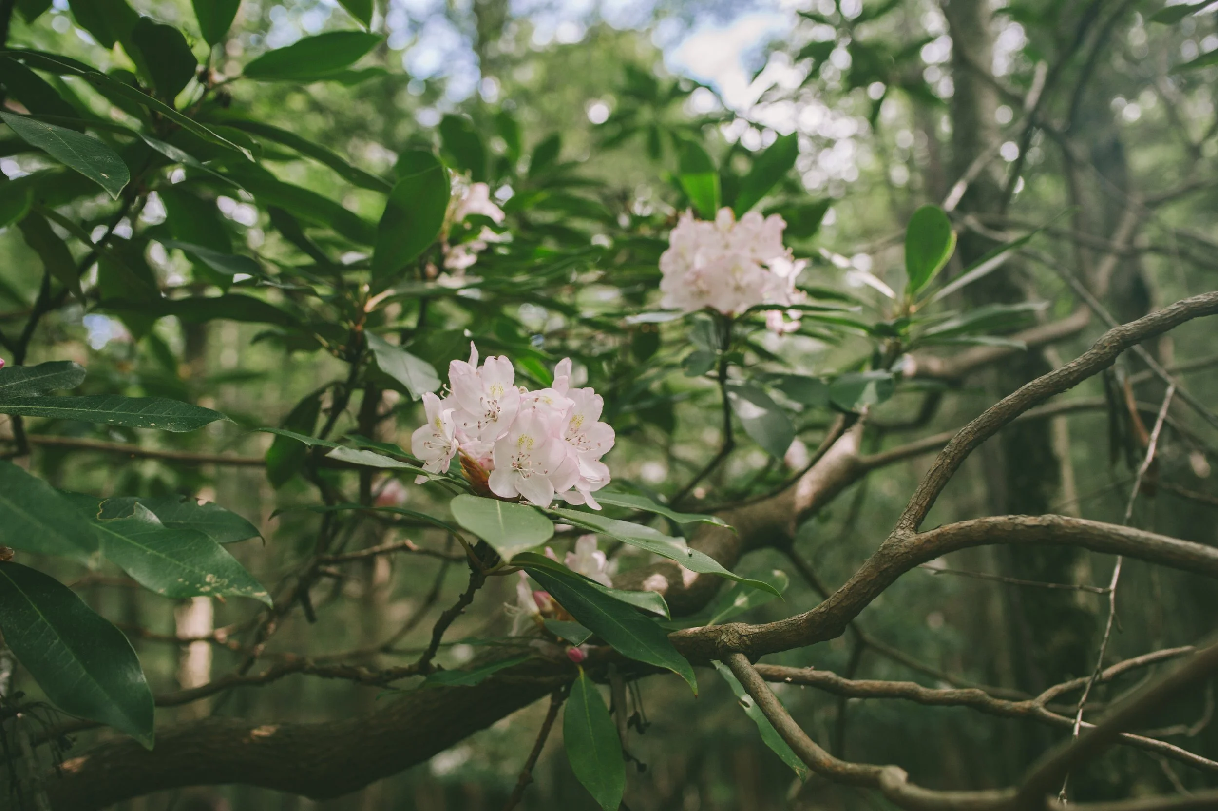 Wildlands Conservancy - Thomas Darling 7.20.2020-8949.jpg