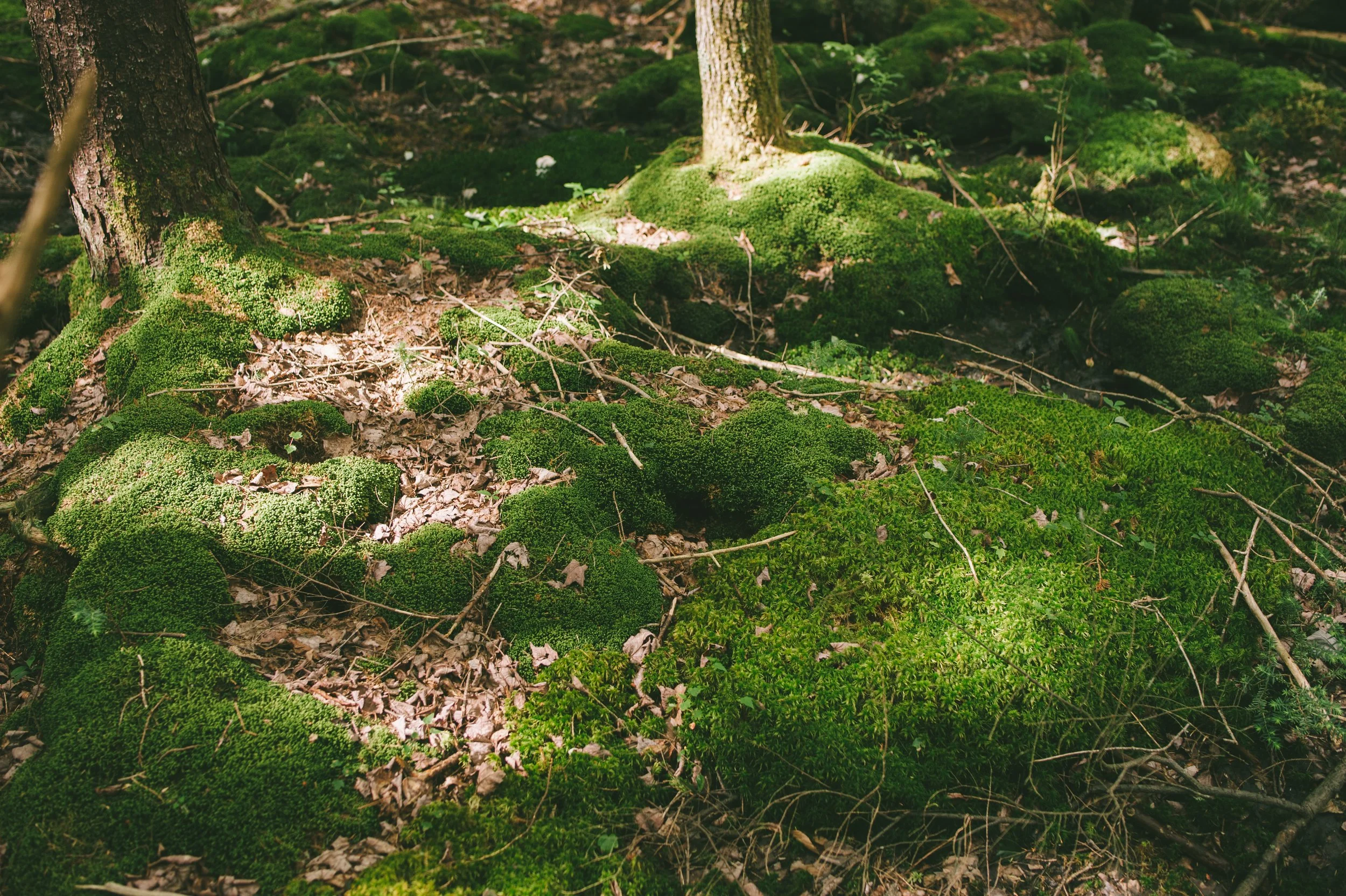 Wildlands Conservancy - Thomas Darling 7.20.2020-8937.jpg