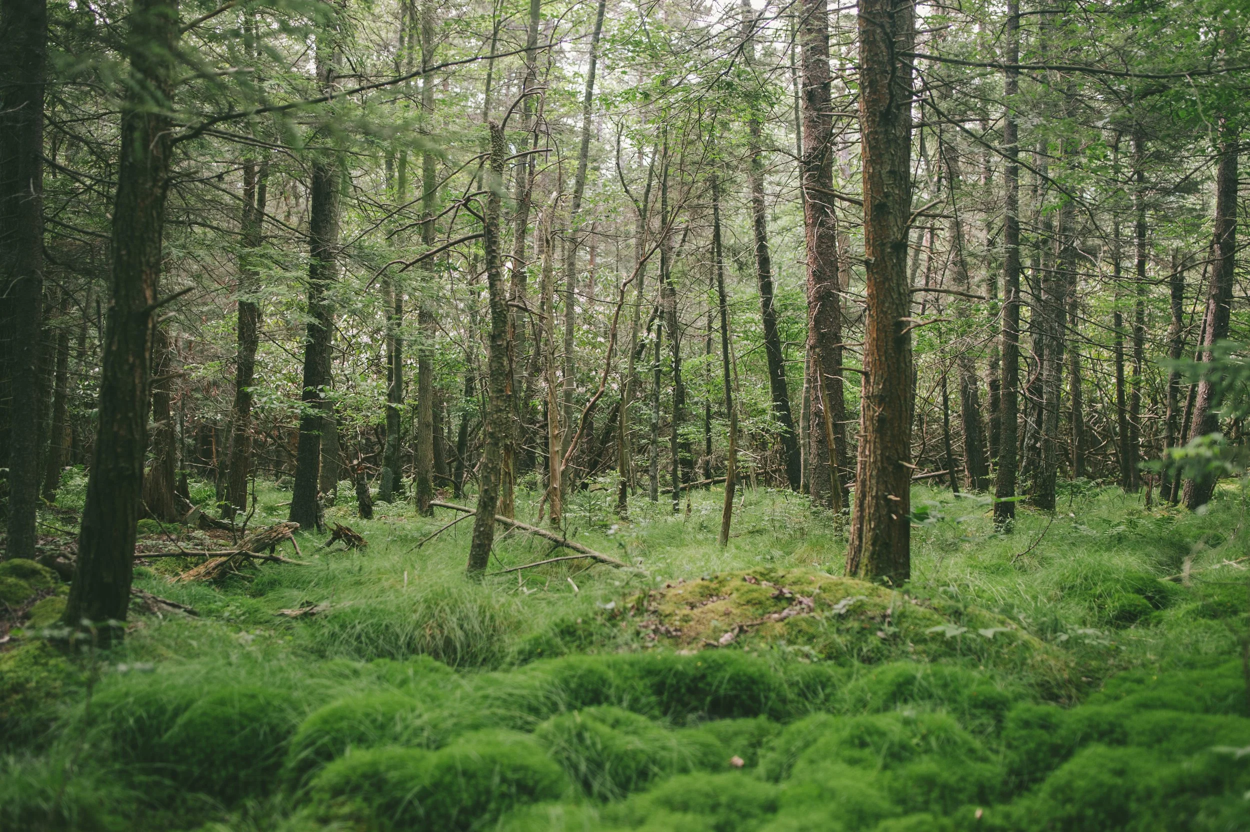 Wildlands Conservancy - Thomas Darling 7.20.2020-8957.jpg