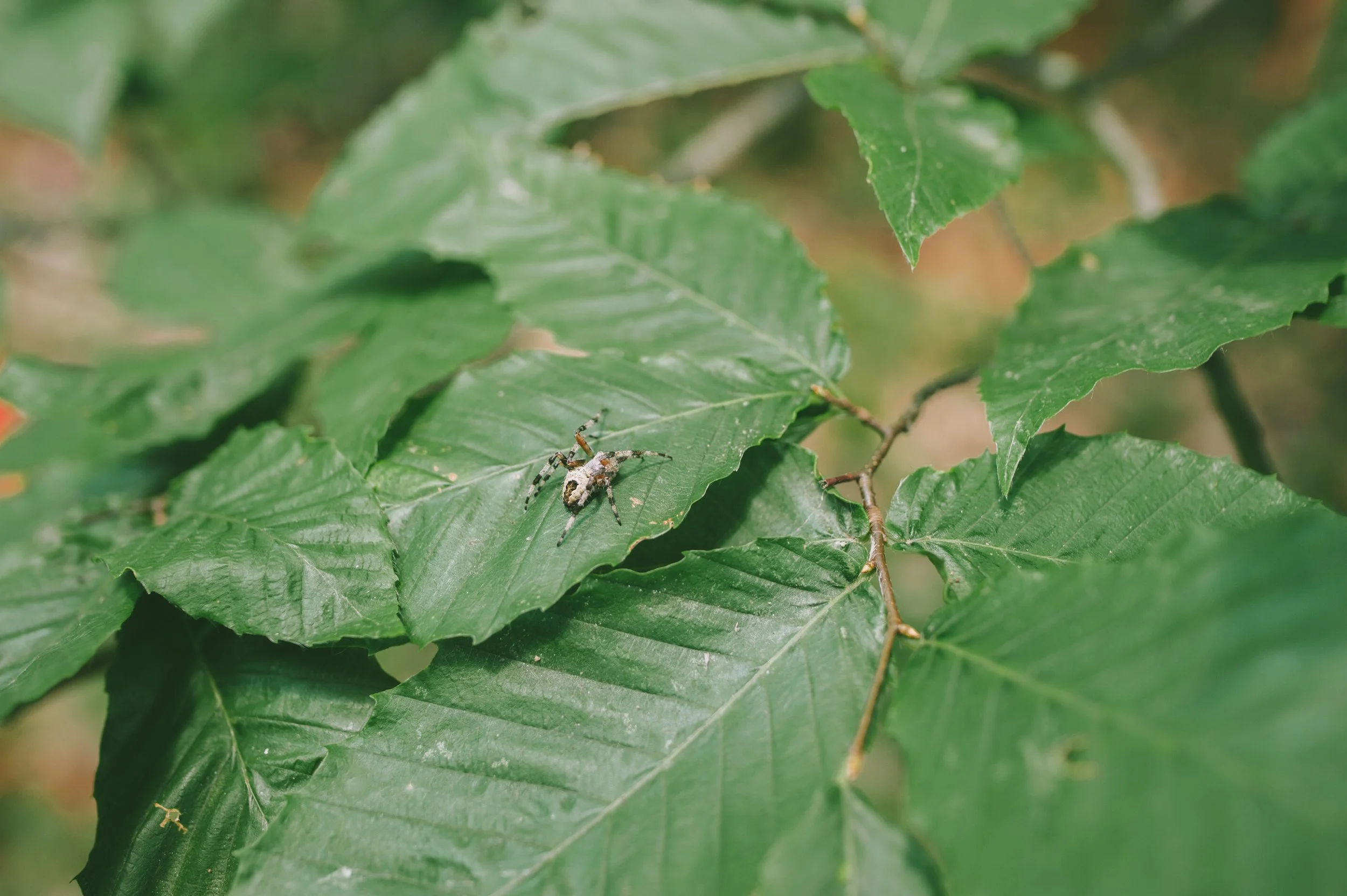 Wildlands Conservancy - Thomas Darling 7.20.2020-9157.jpg