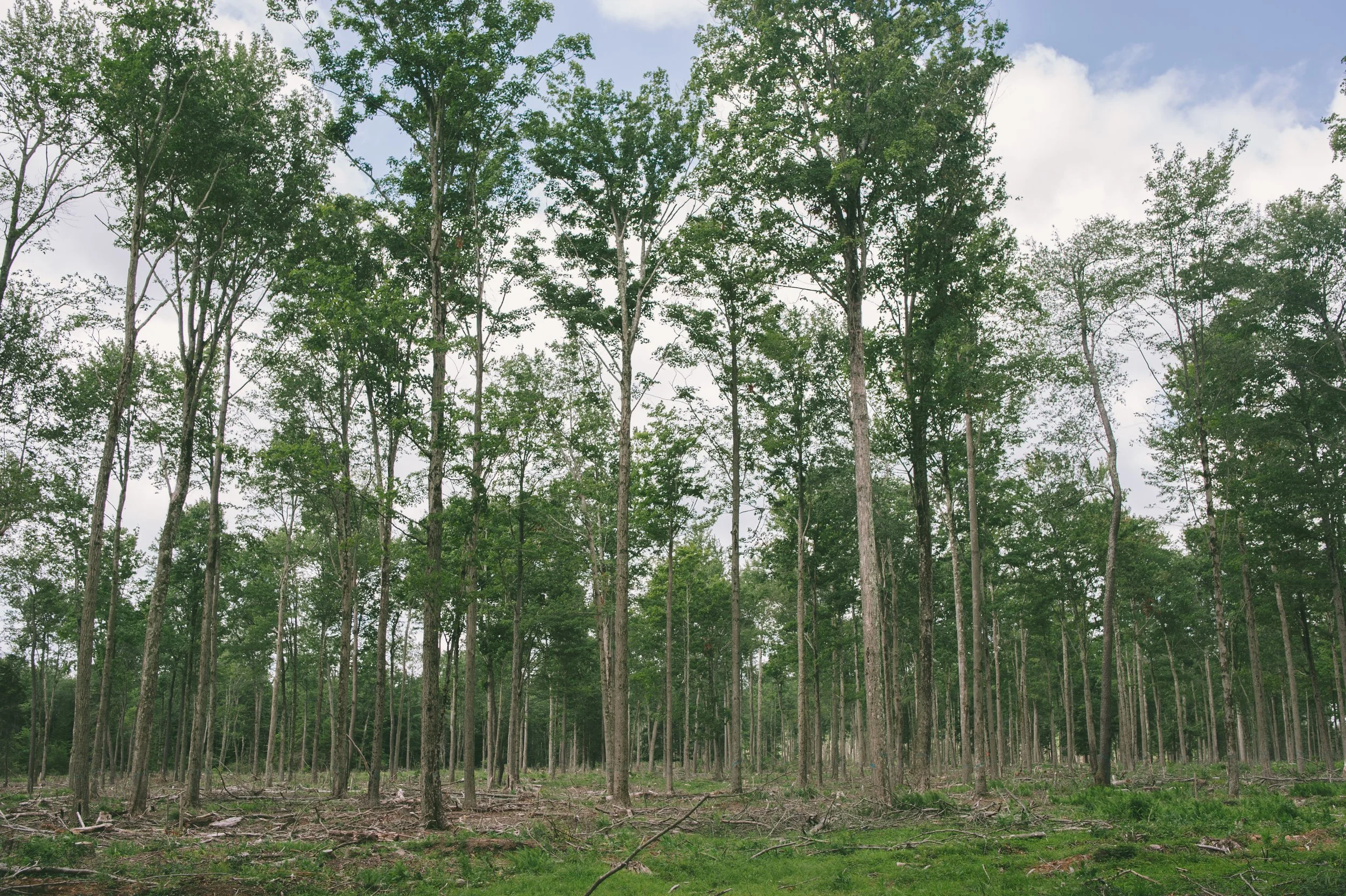 Wildlands Conservancy - Thomas Darling 7.20.2020-8988.jpg