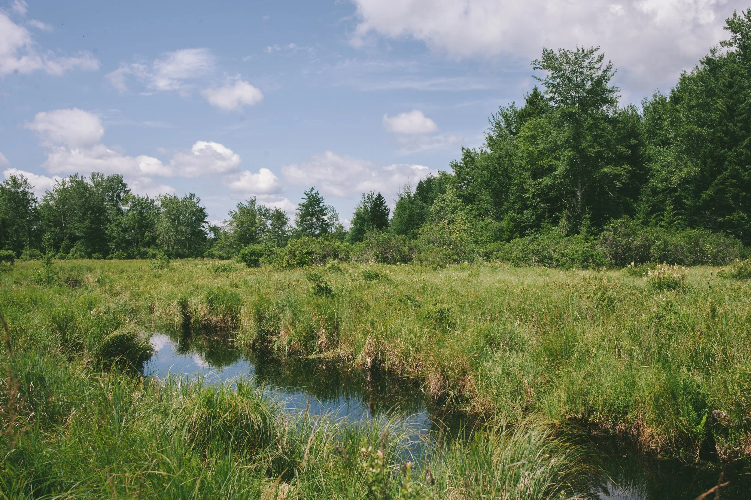 Wildlands Conservancy - Thomas Darling 7.20.2020-9079.jpg