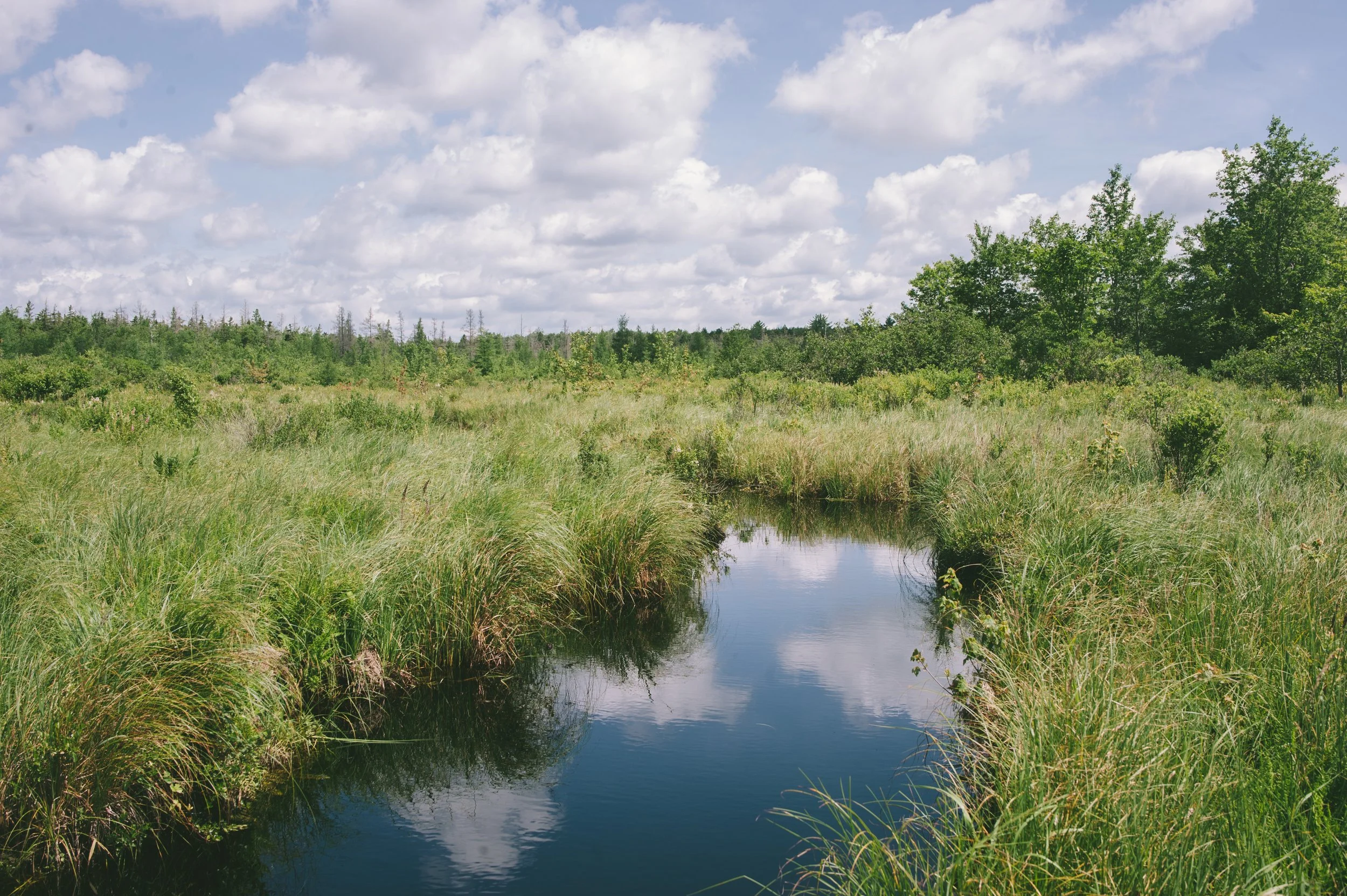 Wildlands Conservancy - Thomas Darling 7.20.2020-9078.jpg