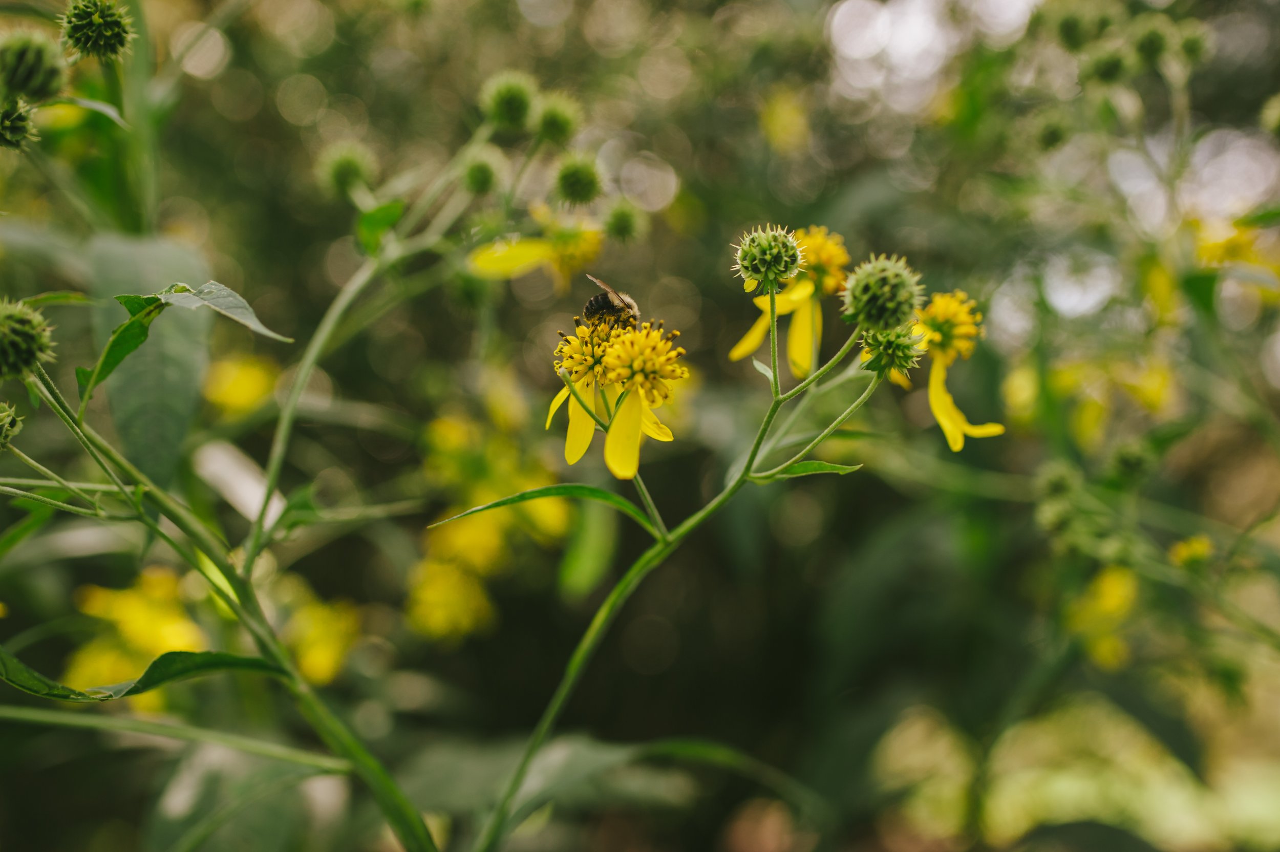 Wildlands Property Main Office-0861.jpg