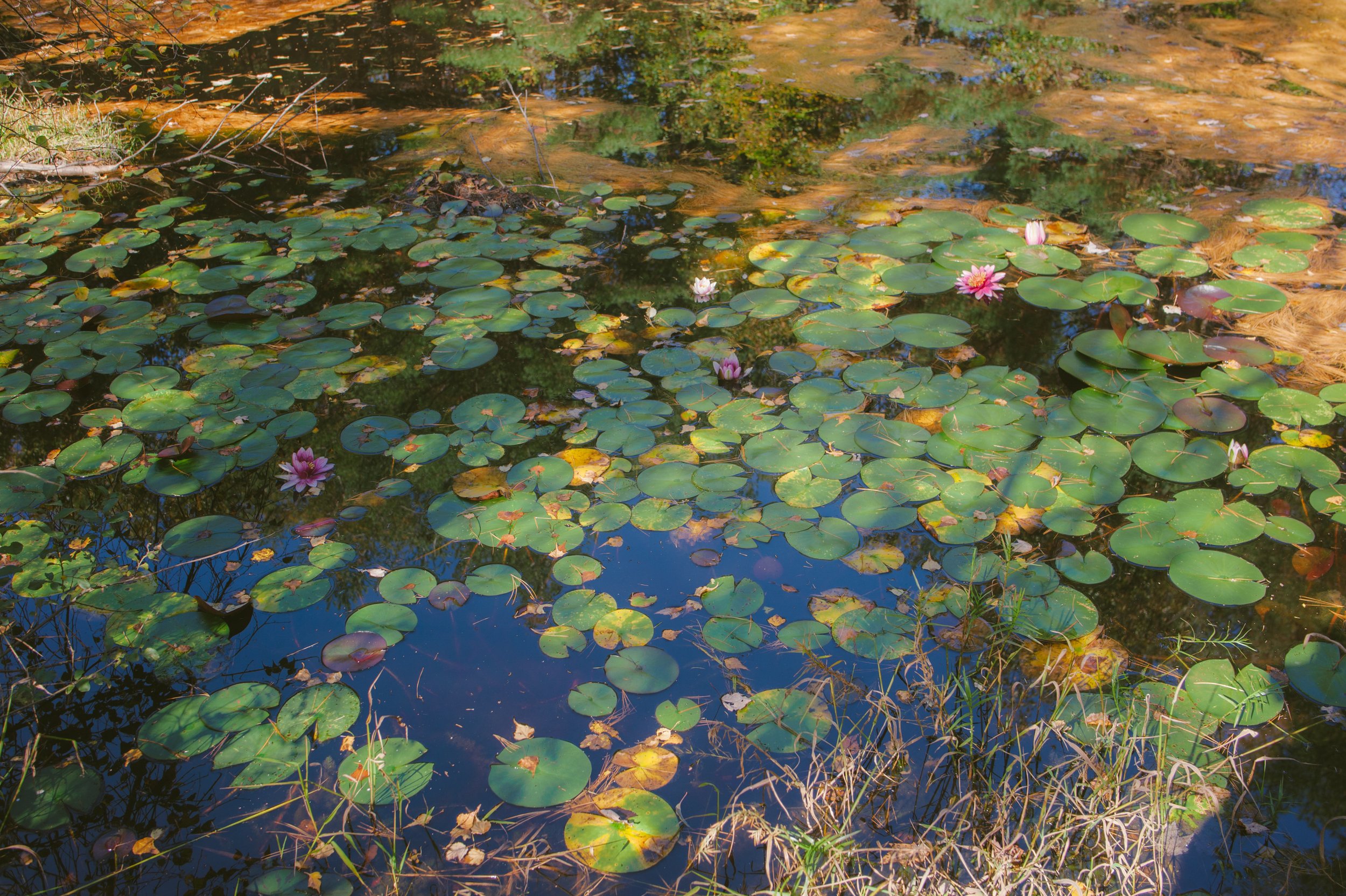 Maple Tract Preserve - Poconos 10.11.19-11-15.jpg