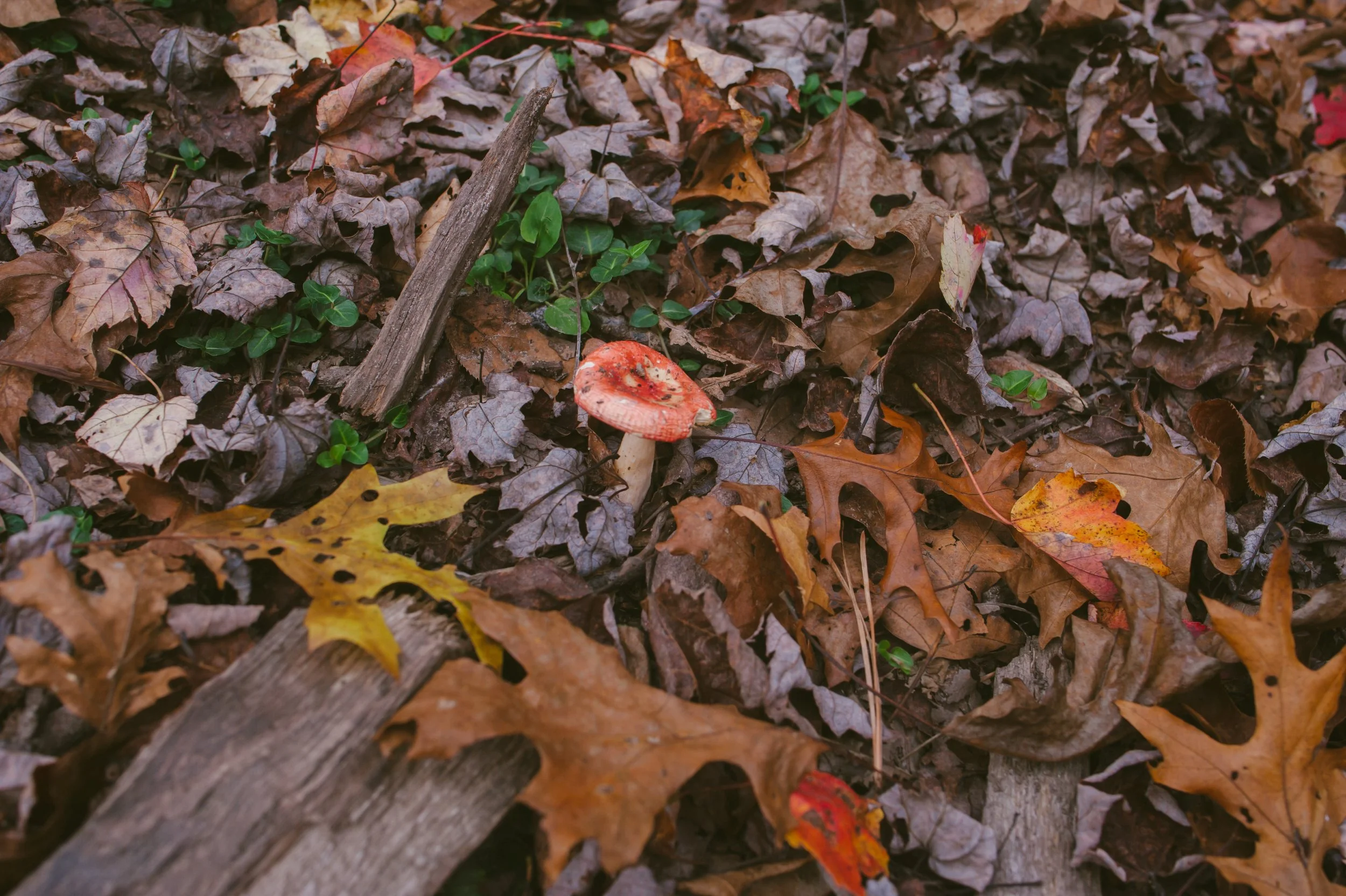 Maple Tract Preserve - Poconos 10.11.19-11-83.jpg