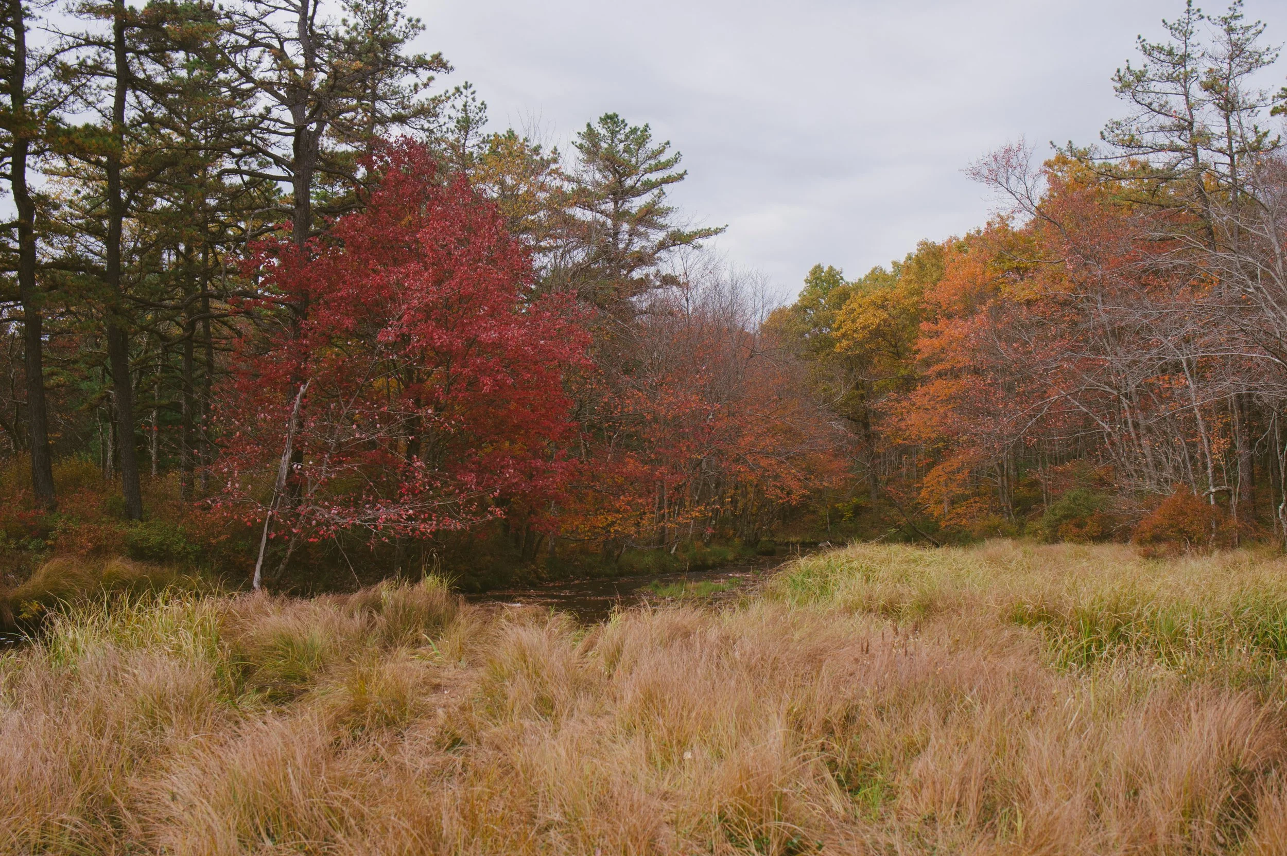 Maple Tract Preserve - Poconos 10.11.19-11-75.jpg