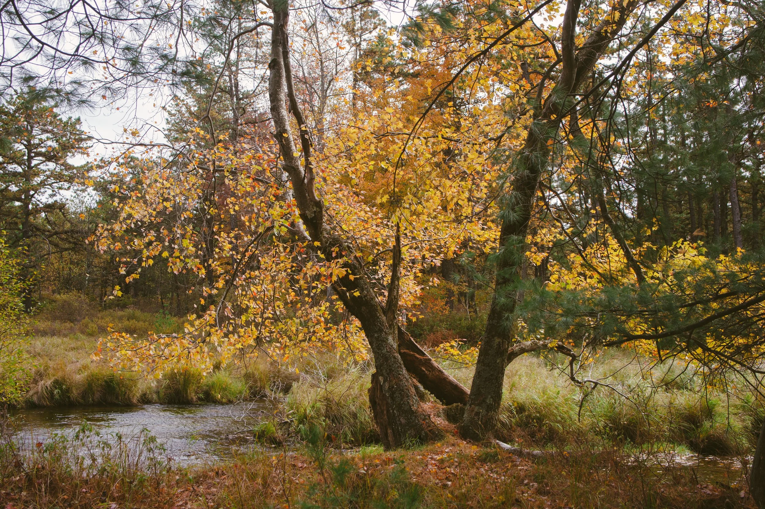 Maple Tract Preserve - Poconos 10.11.19-11-68.jpg
