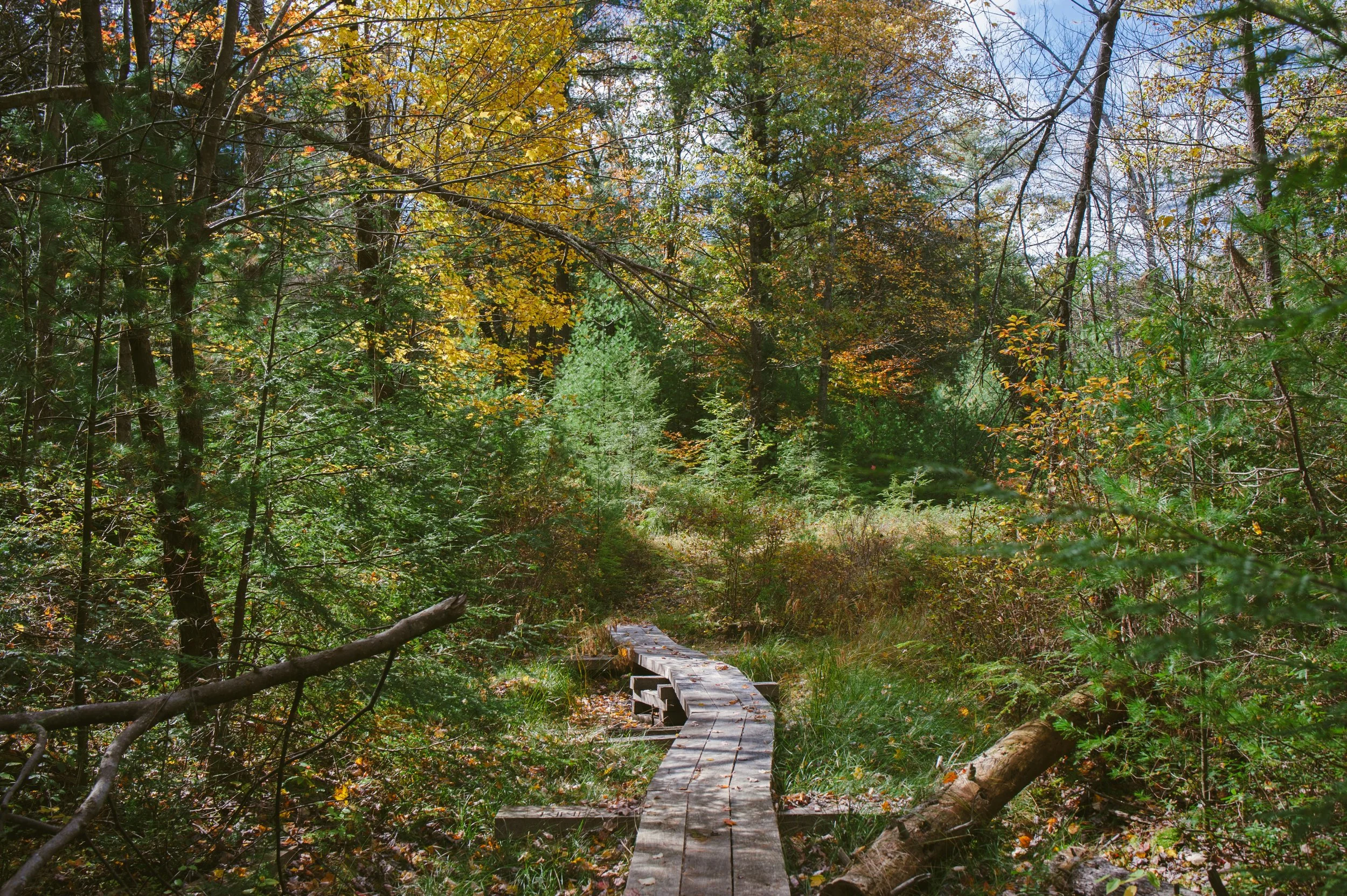 Maple Tract Preserve - Poconos 10.11.19-11-37.jpg