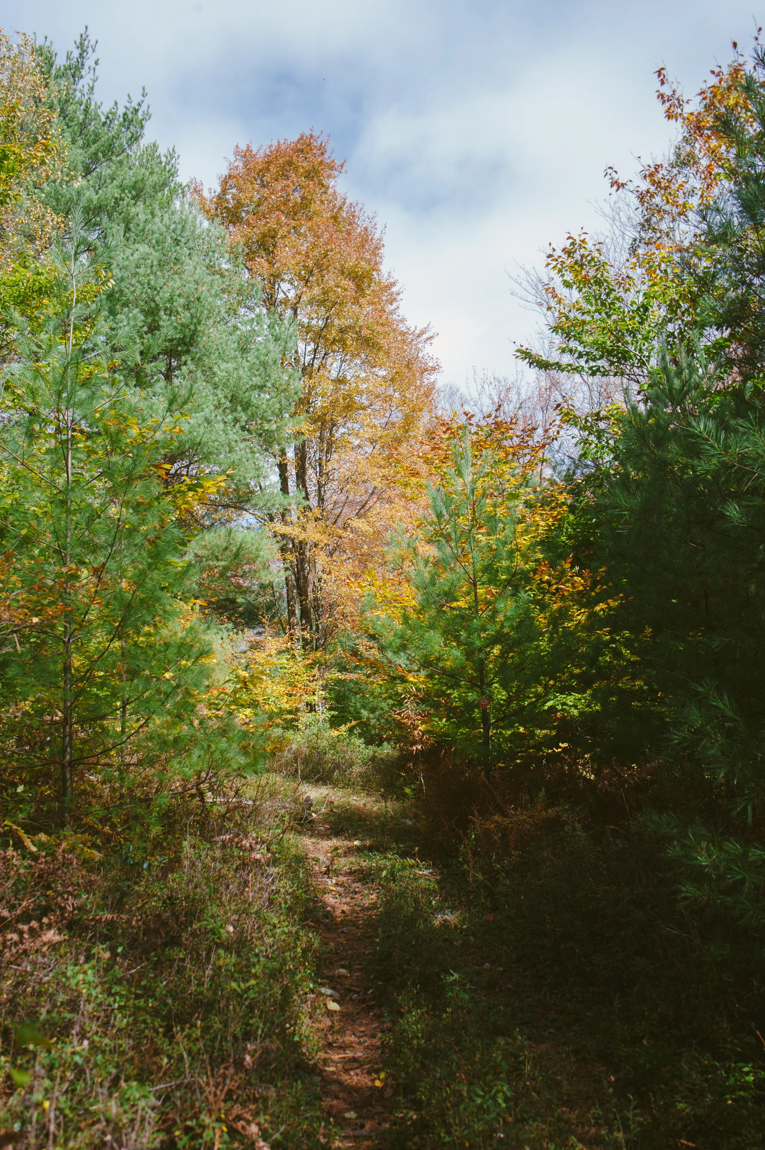 Maple Tract Preserve - Poconos 10.11.19-11-44.jpg