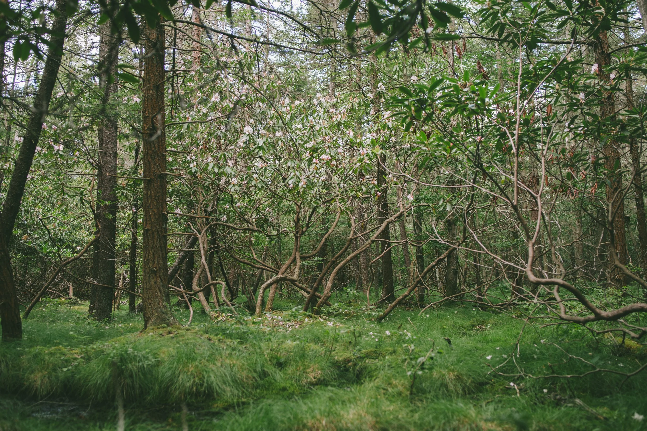 Wildlands Conservancy - Thomas Darling 7.20.2020-8951.jpg