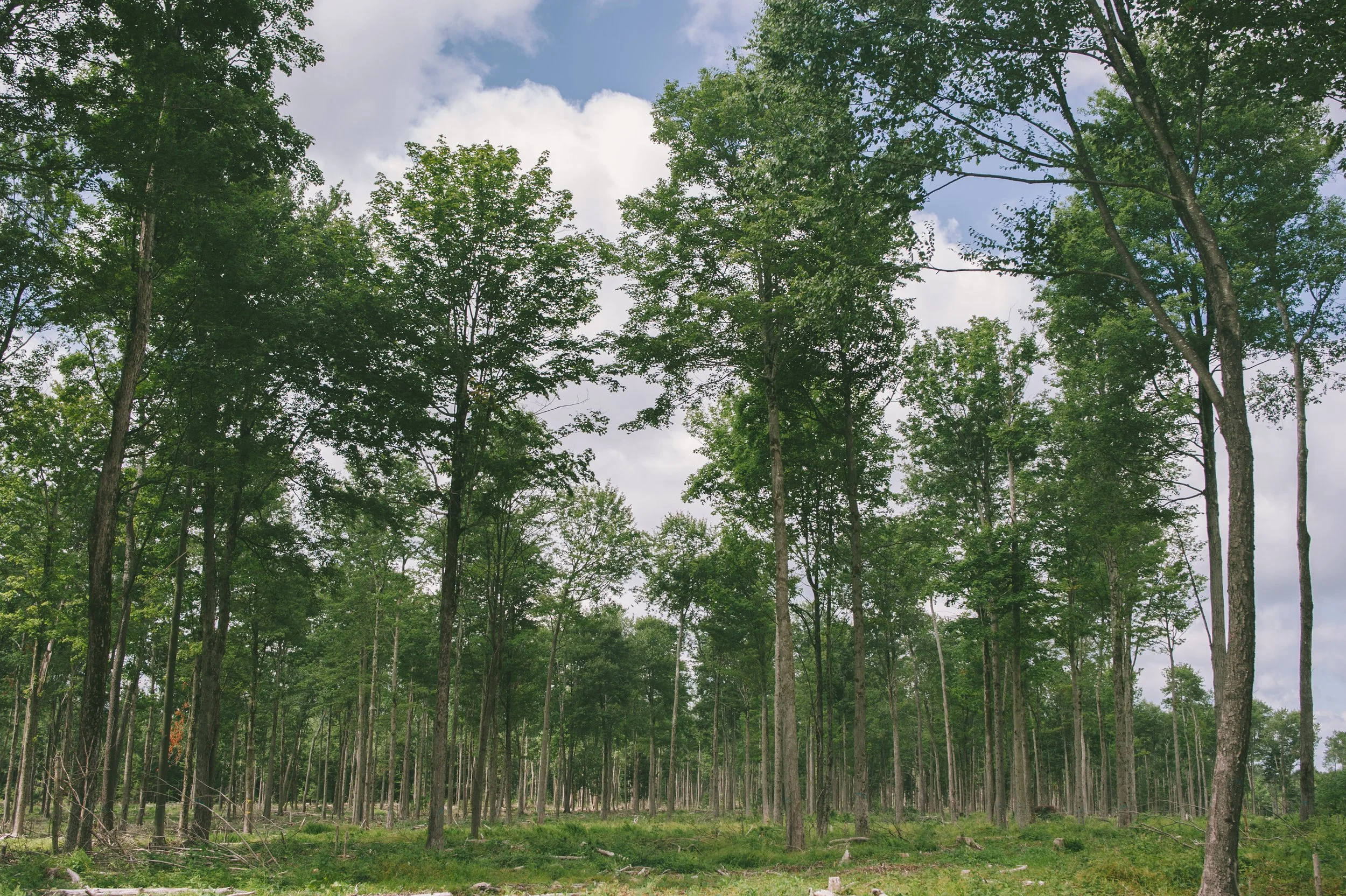 Wildlands Conservancy - Thomas Darling 7.20.2020-9000.jpg